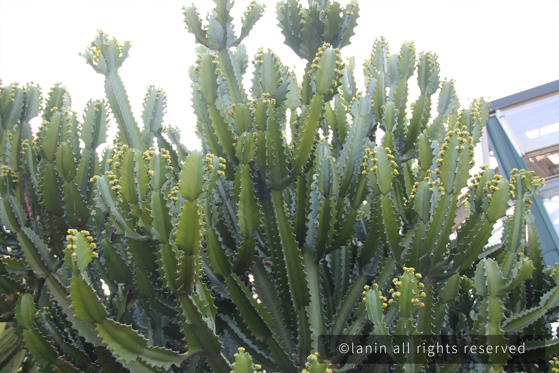 图片[73]-植物园里的植物-趣玩吧-LANIN·BK 兰宁博客