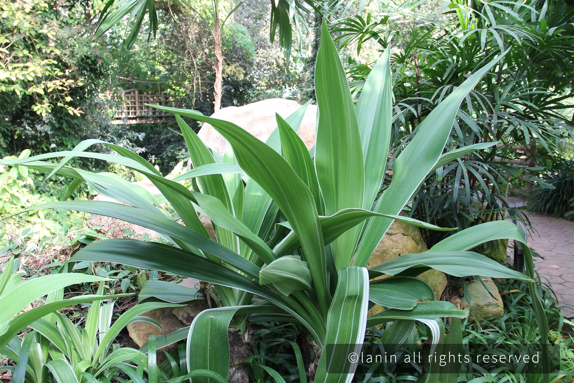 图片[31]-植物园里的植物-趣玩吧-LANIN·BK 兰宁博客