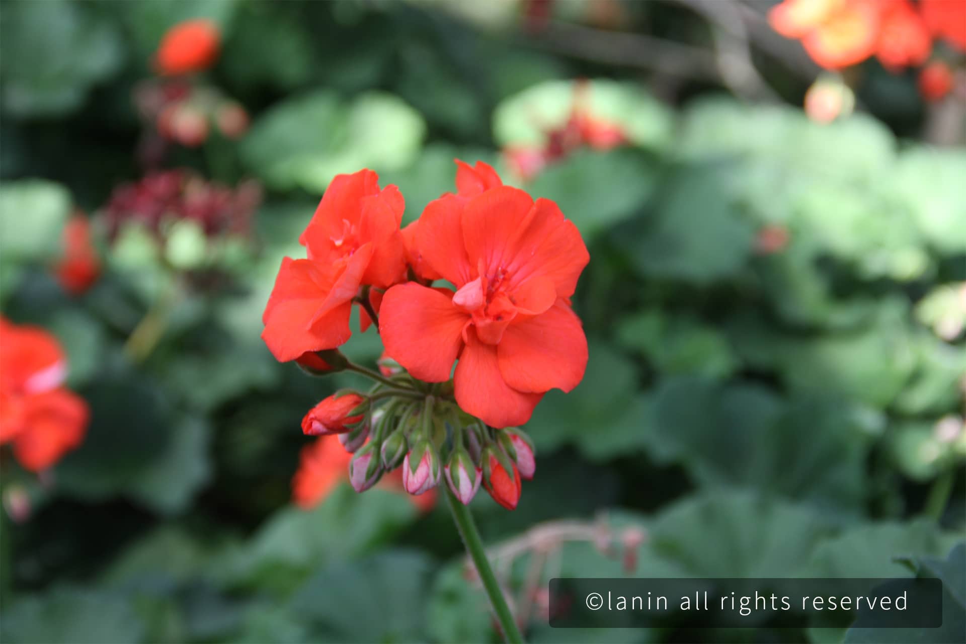 图片[7]-植物园里的花卉-趣玩吧-LANIN·BK 兰宁博客