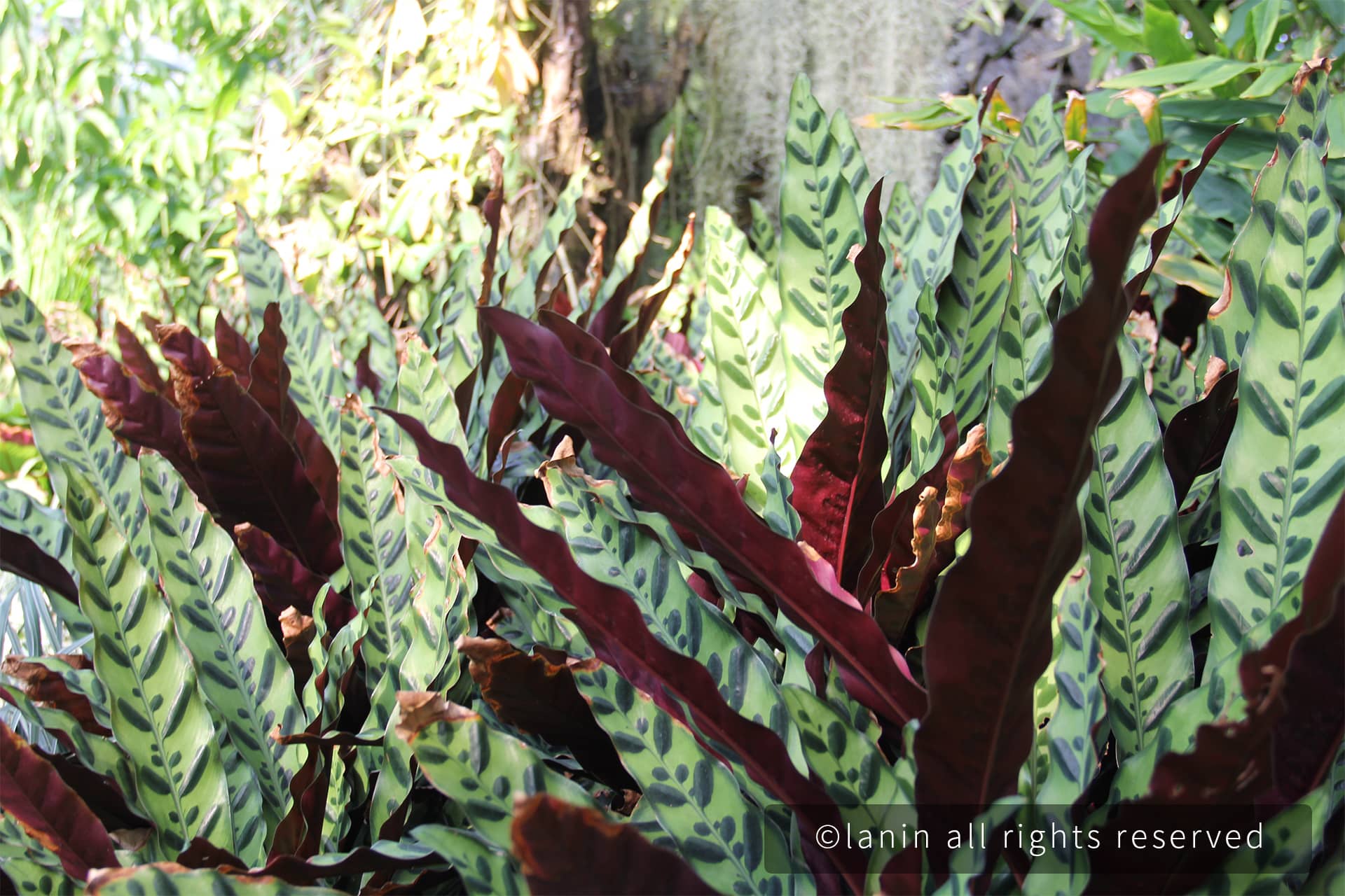 图片[36]-植物园里的植物-趣玩吧-LANIN·BK 兰宁博客