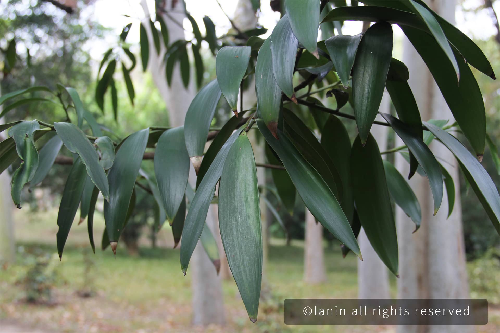 图片[13]-植物园里的植物-趣玩吧-LANIN·BK 兰宁博客