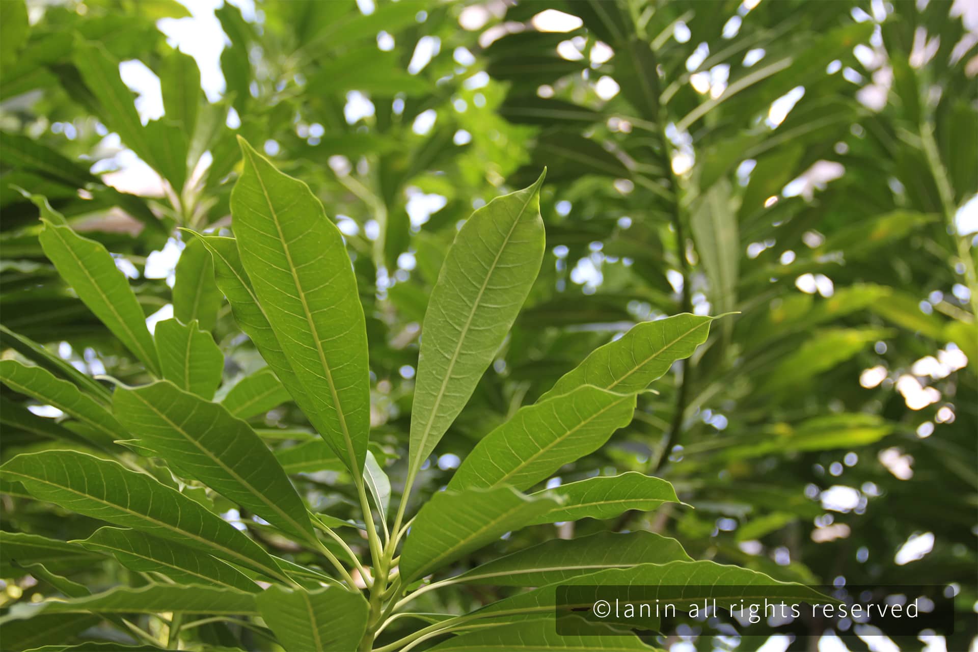 图片[17]-植物园里的植物-趣玩吧-LANIN·BK 兰宁博客