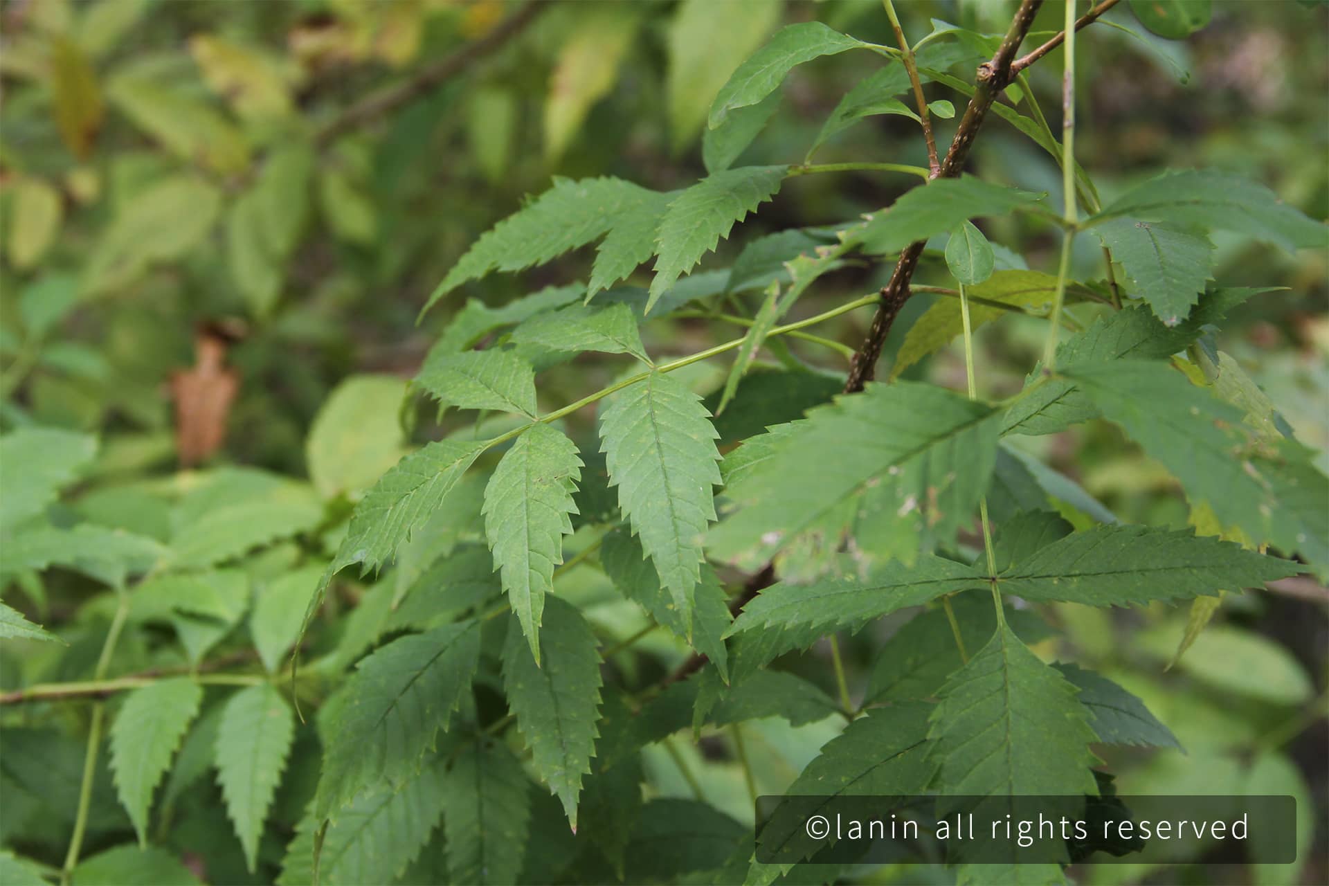 图片[11]-植物园里的植物-趣玩吧-LANIN·BK 兰宁博客
