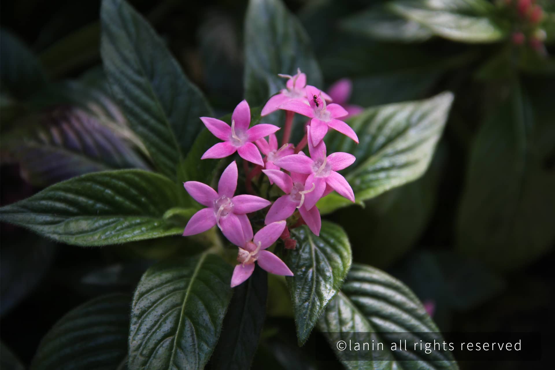 图片[9]-植物园里的花卉-趣玩吧-LANIN·BK 兰宁博客