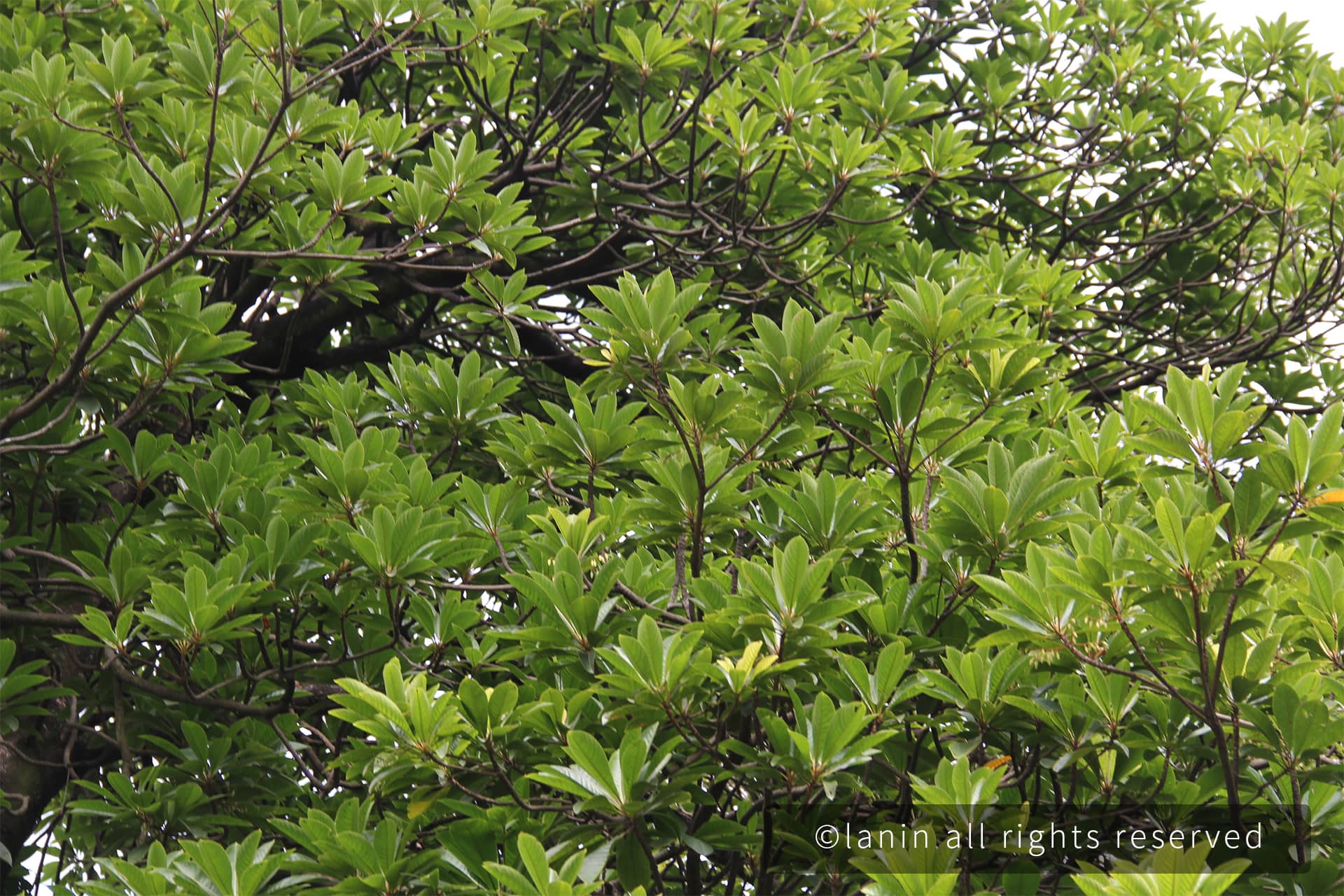 图片[43]-植物园里的植物-趣玩吧-LANIN·BK 兰宁博客