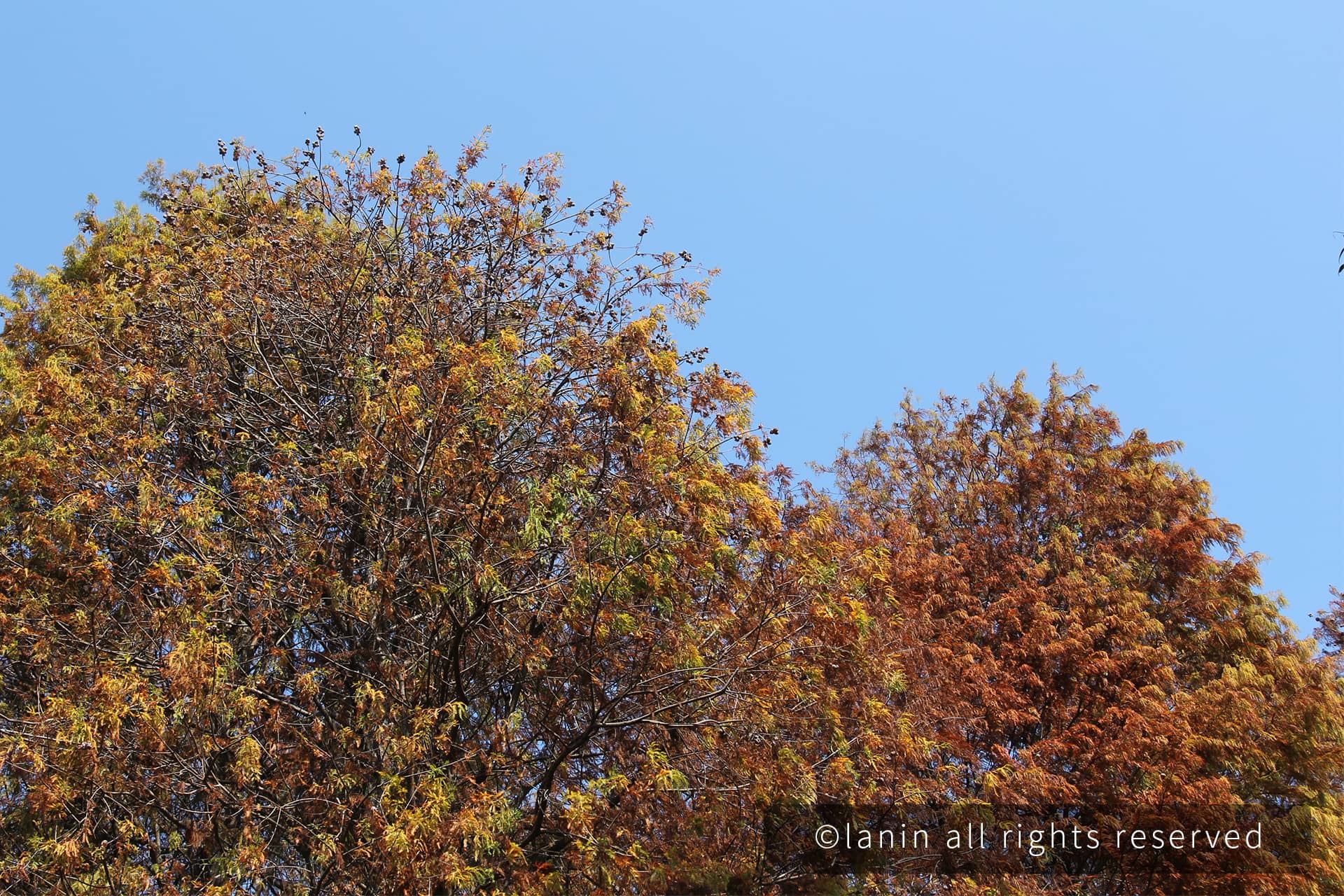 图片[61]-植物园里的植物-趣玩吧-LANIN·BK 兰宁博客