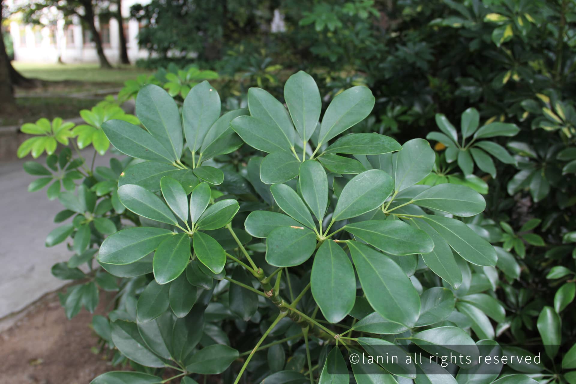 图片[16]-植物园里的植物-趣玩吧-LANIN·BK 兰宁博客