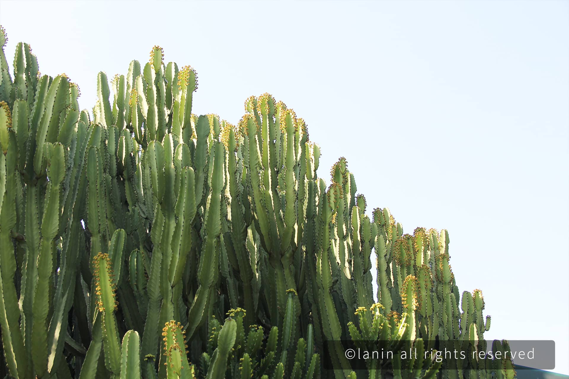 图片[74]-植物园里的植物-趣玩吧-LANIN·BK 兰宁博客
