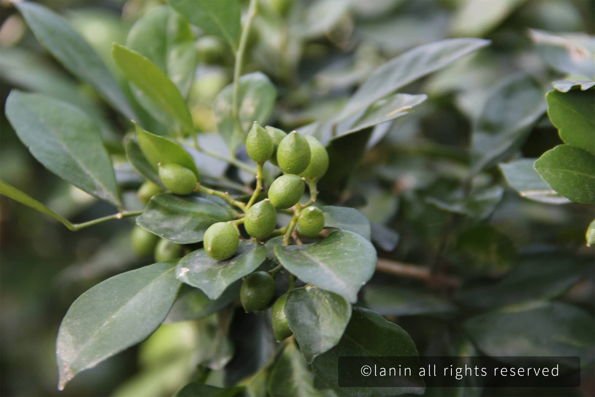 图片[75]-植物园里的植物-趣玩吧-LANIN·BK 兰宁博客