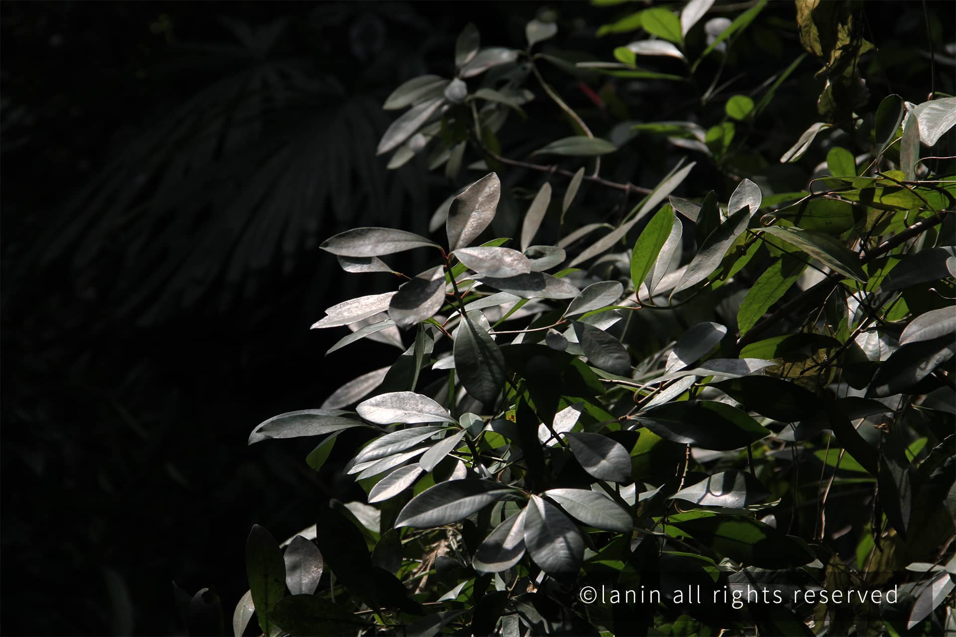 图片[15]-植物园里的植物-趣玩吧-LANIN·BK 兰宁博客