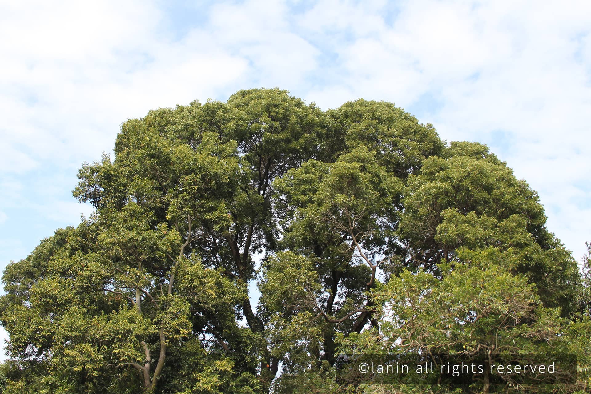 图片[48]-植物园里的植物-趣玩吧-LANIN·BK 兰宁博客