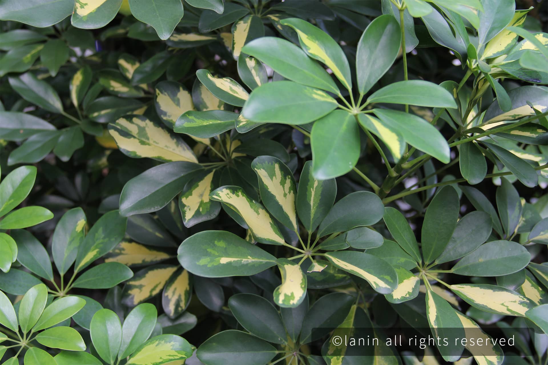 图片[22]-植物园里的植物-趣玩吧-LANIN·BK 兰宁博客