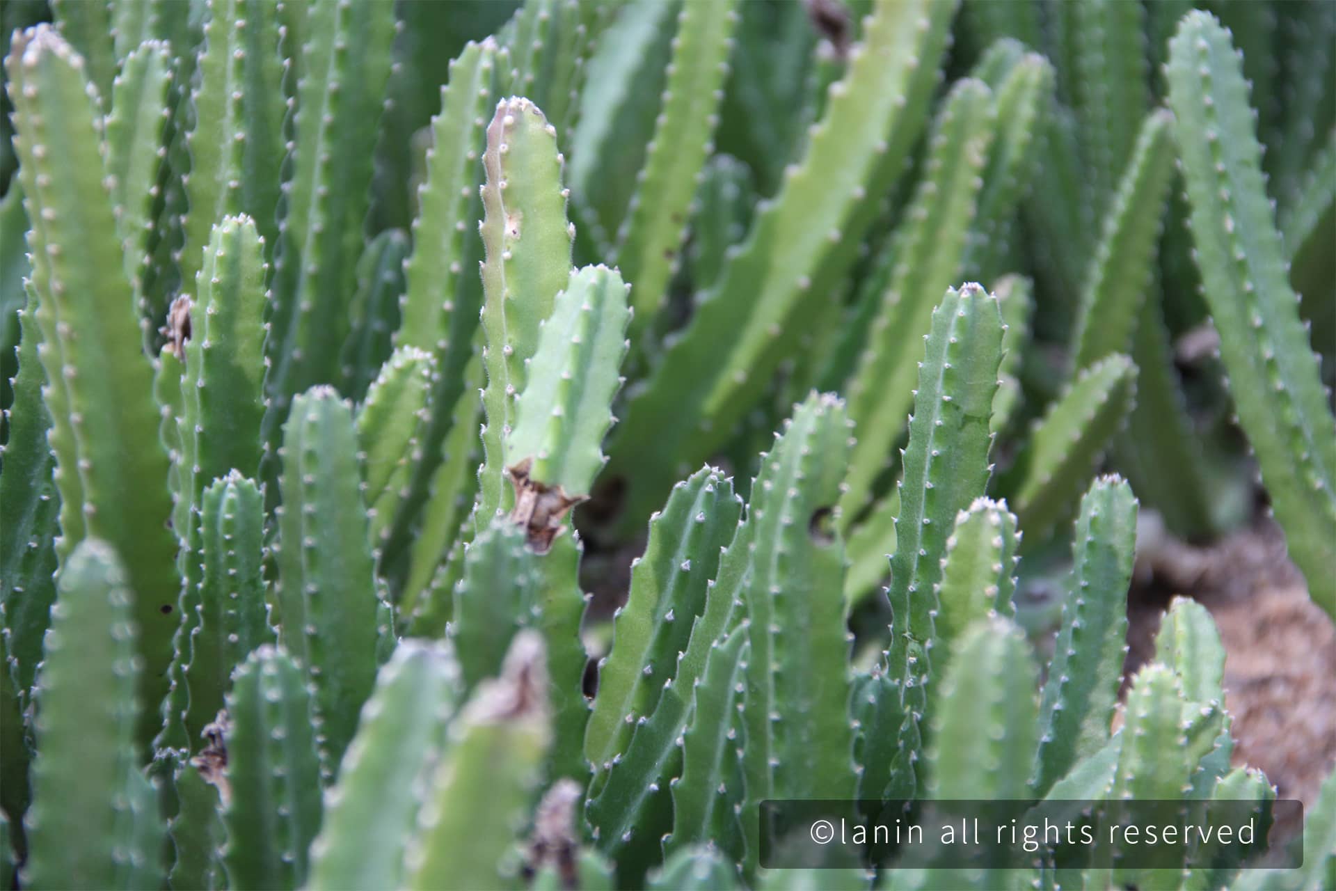 图片[71]-植物园里的植物-趣玩吧-LANIN·BK 兰宁博客