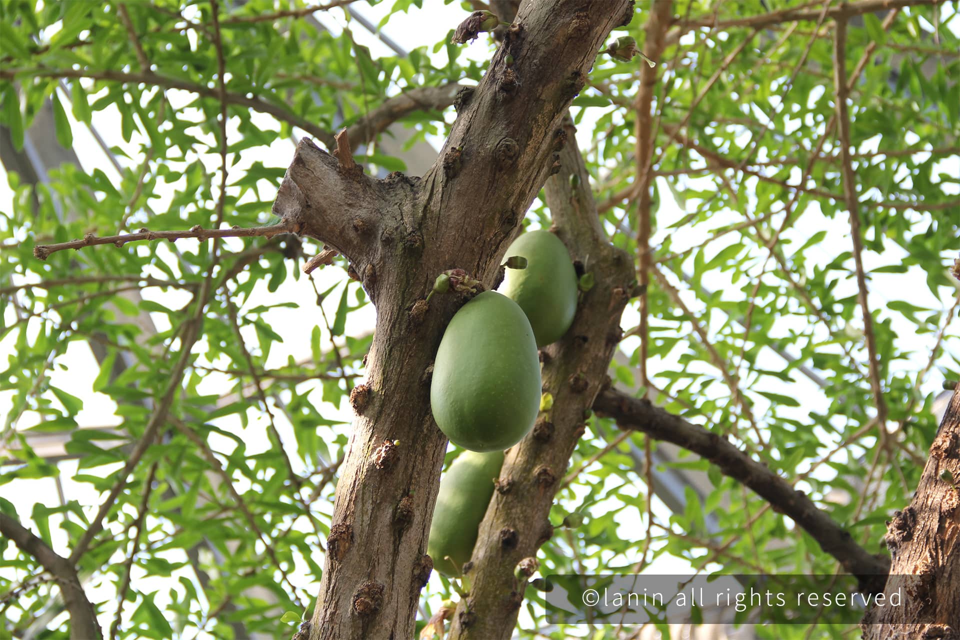 图片[78]-植物园里的植物-趣玩吧-LANIN·BK 兰宁博客
