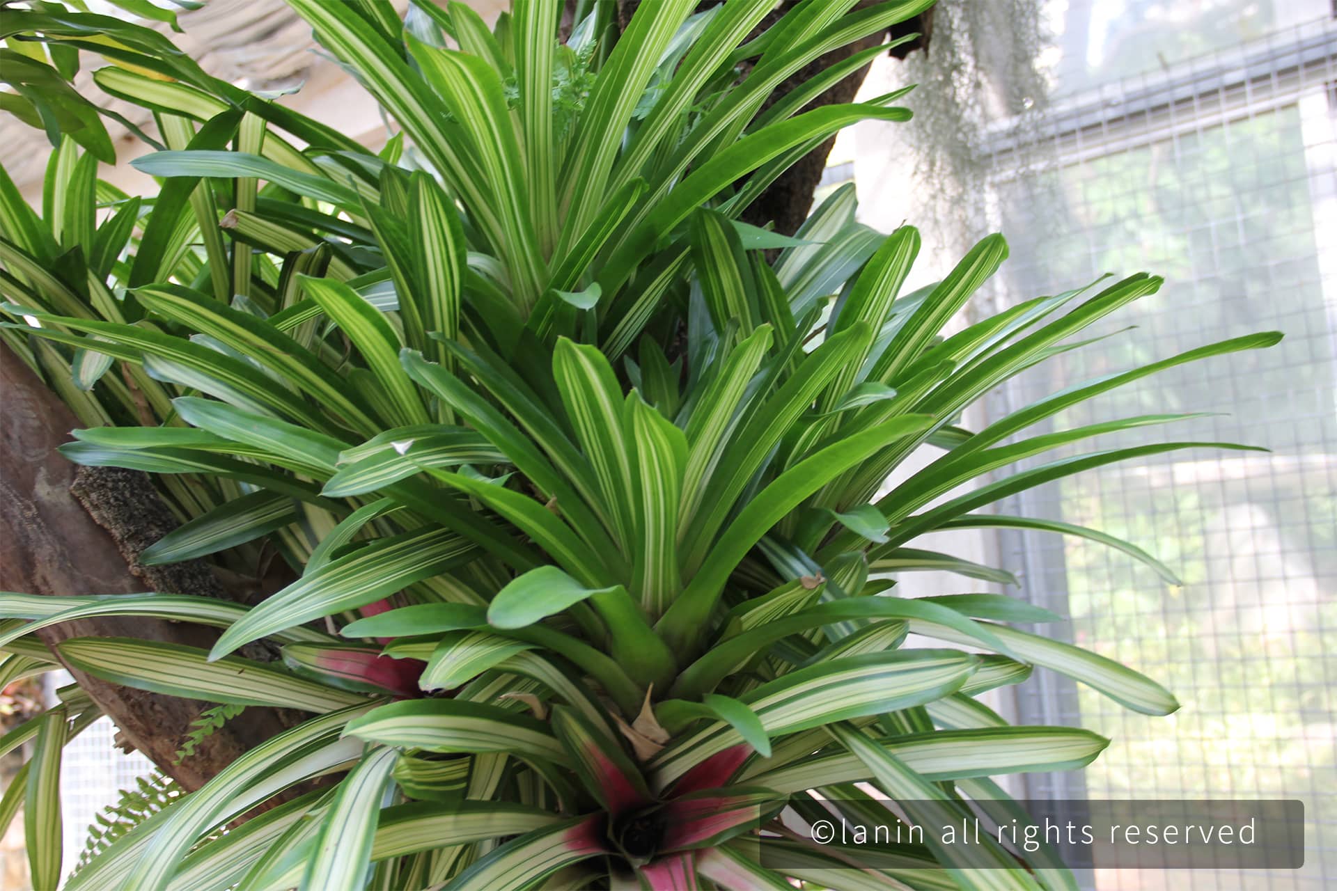 图片[27]-植物园里的植物-趣玩吧-LANIN·BK 兰宁博客