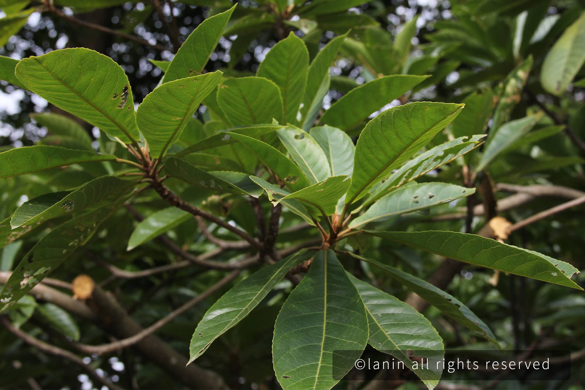 图片[18]-植物园里的植物-趣玩吧-LANIN·BK 兰宁博客