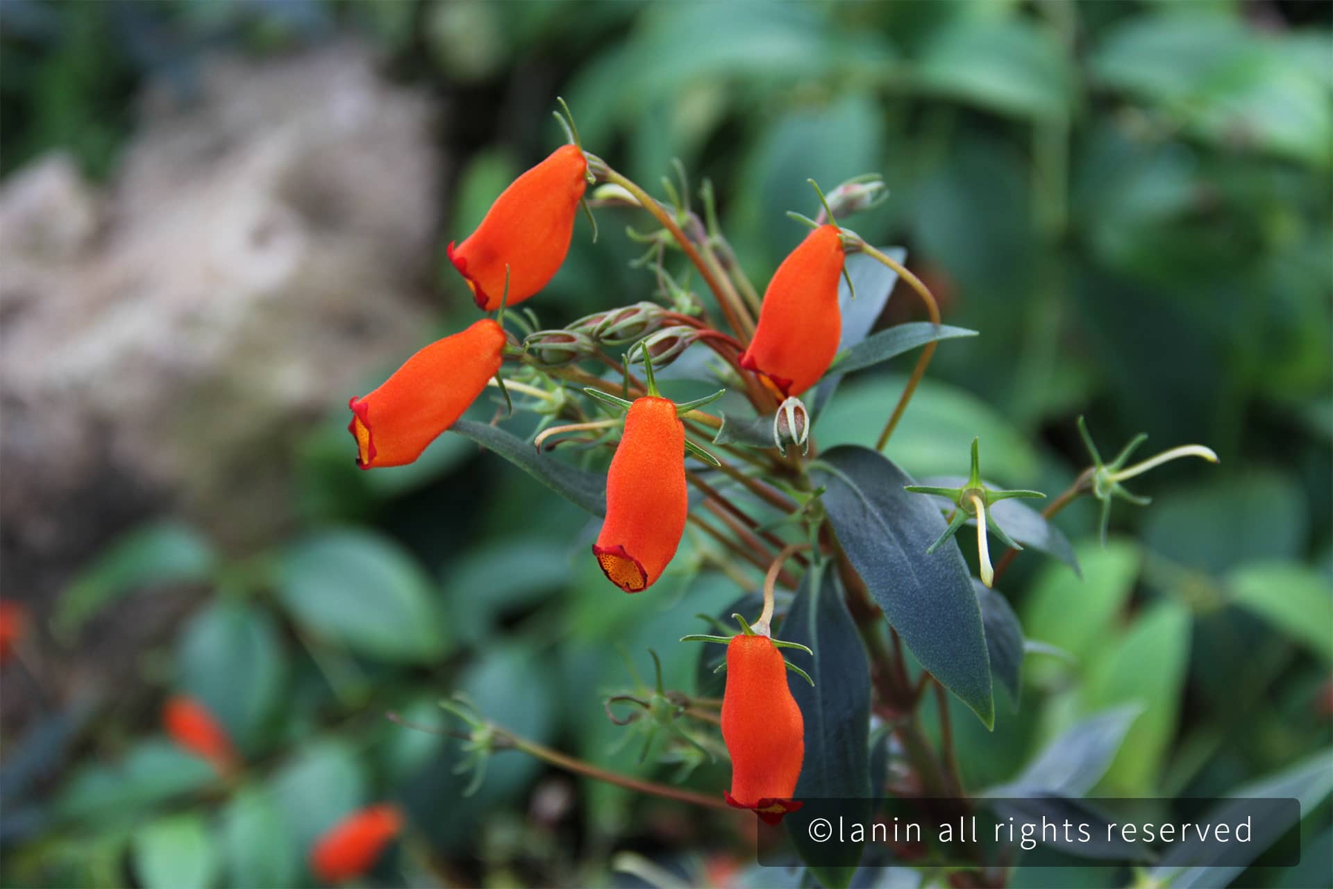 图片[11]-植物园里的花卉-趣玩吧-LANIN·BK 兰宁博客