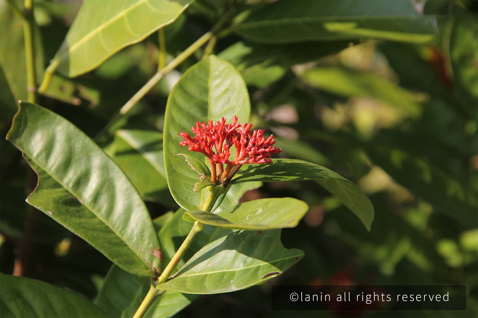 图片[16]-植物园里的花卉-趣玩吧-LANIN·BK 兰宁博客
