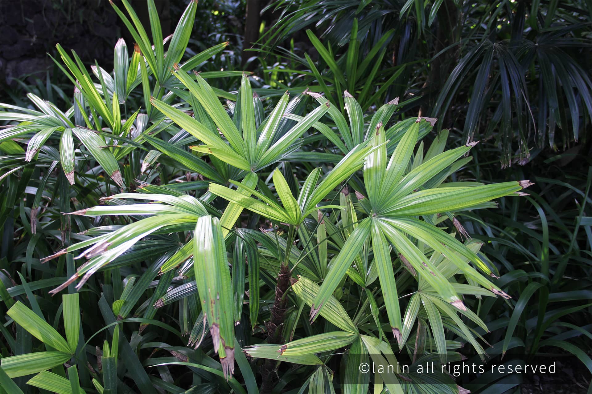 图片[26]-植物园里的植物-趣玩吧-LANIN·BK 兰宁博客