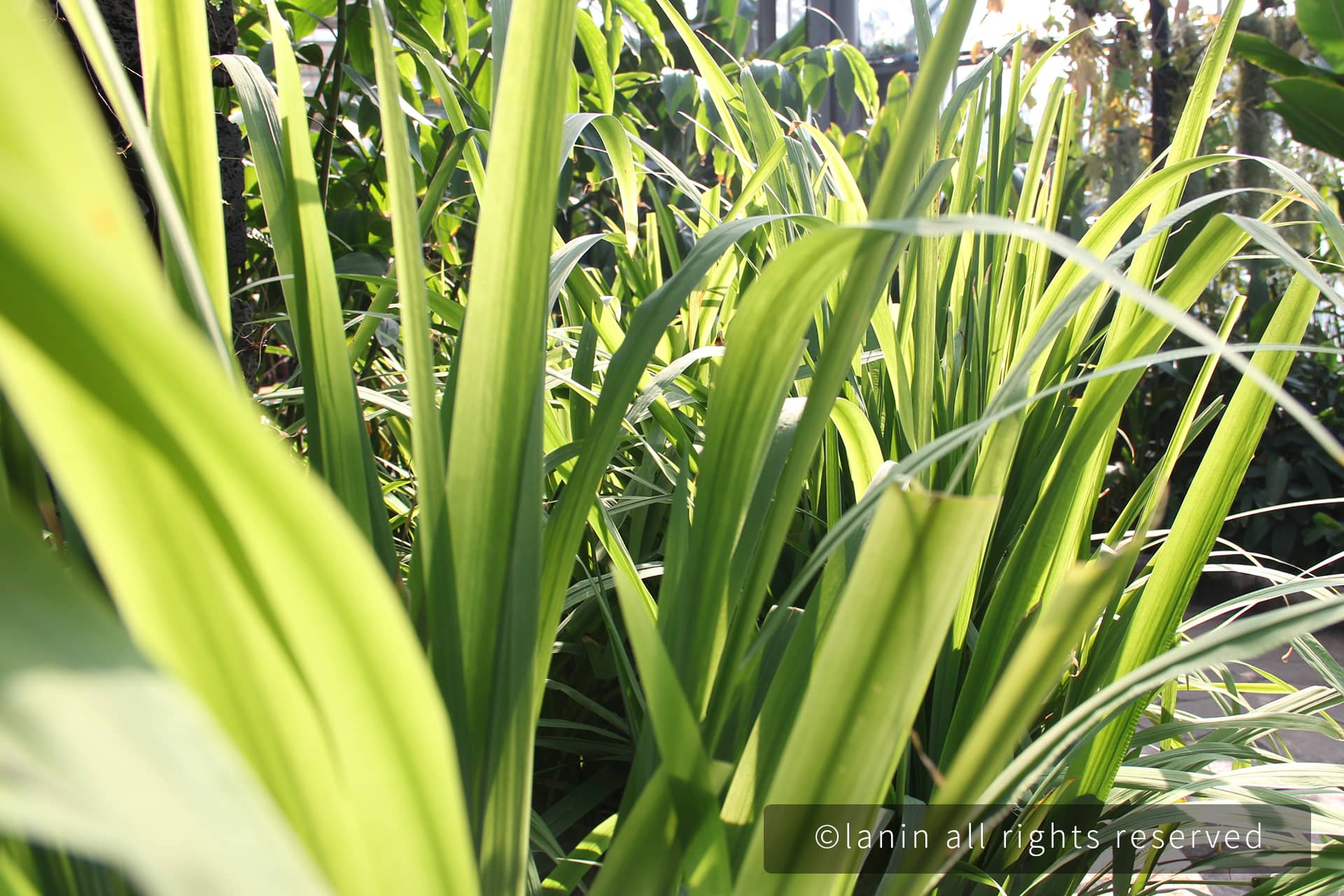图片[32]-植物园里的植物-趣玩吧-LANIN·BK 兰宁博客