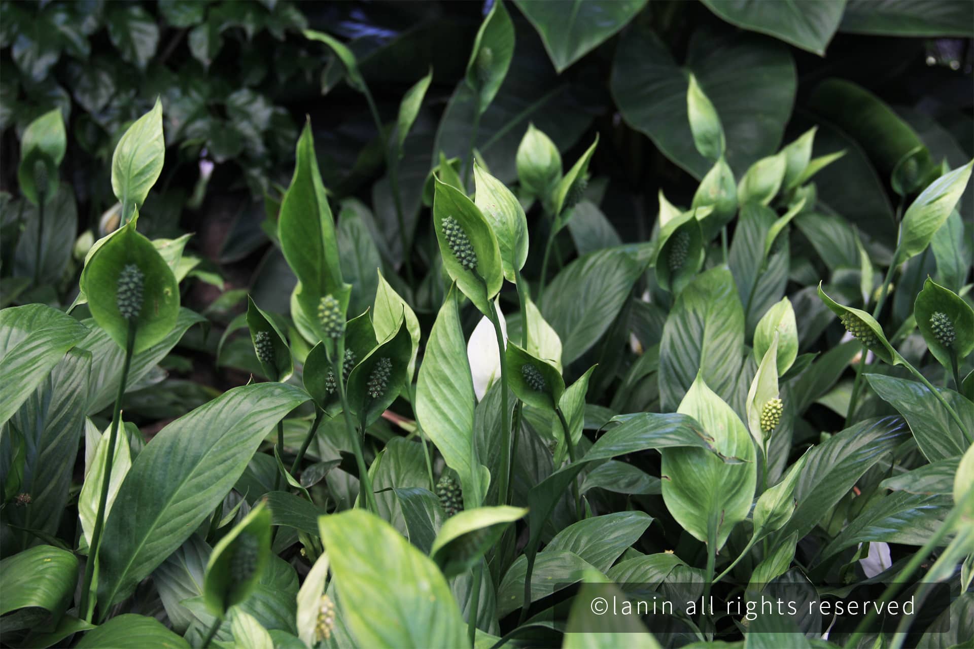 图片[21]-植物园里的植物-趣玩吧-LANIN·BK 兰宁博客