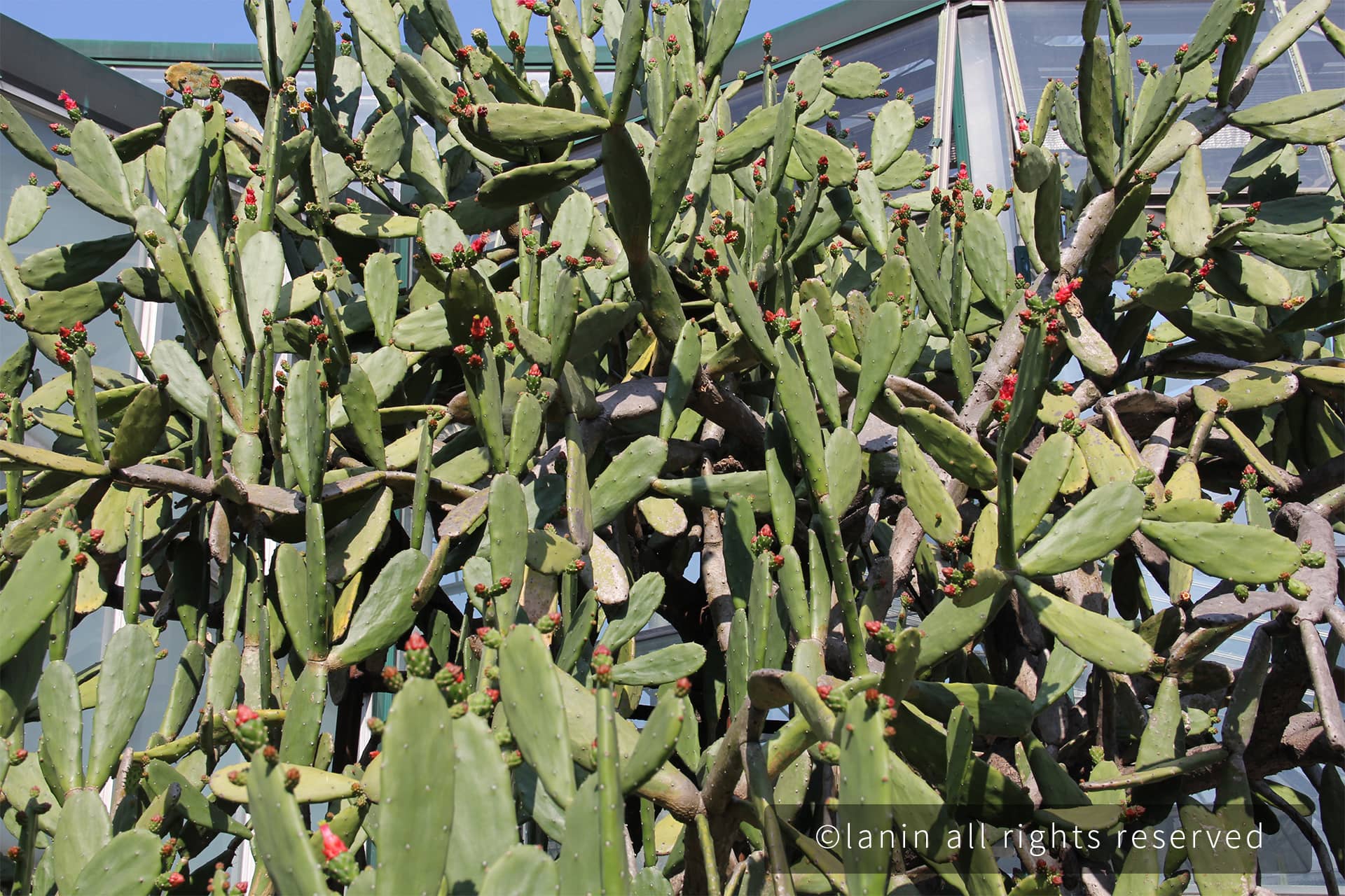 图片[72]-植物园里的植物-趣玩吧-LANIN·BK 兰宁博客