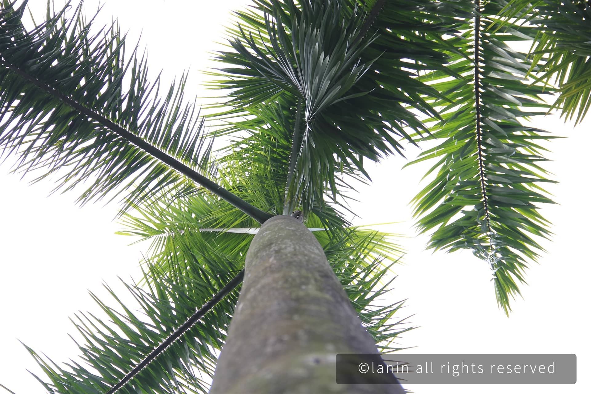 图片[8]-植物园里的植物-趣玩吧-LANIN·BK 兰宁博客