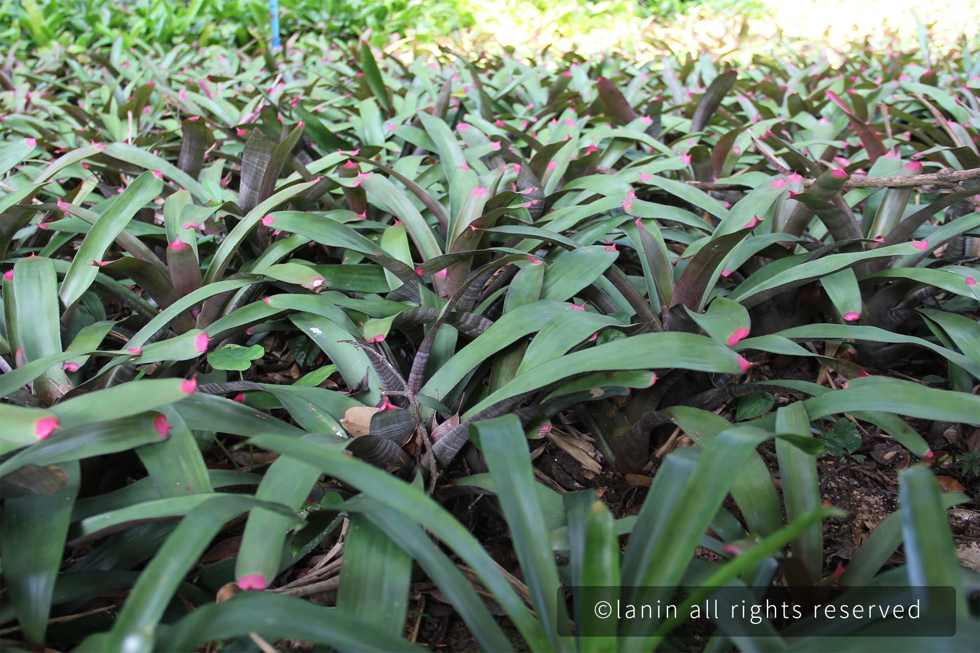 图片[29]-植物园里的植物-趣玩吧-LANIN·BK 兰宁博客