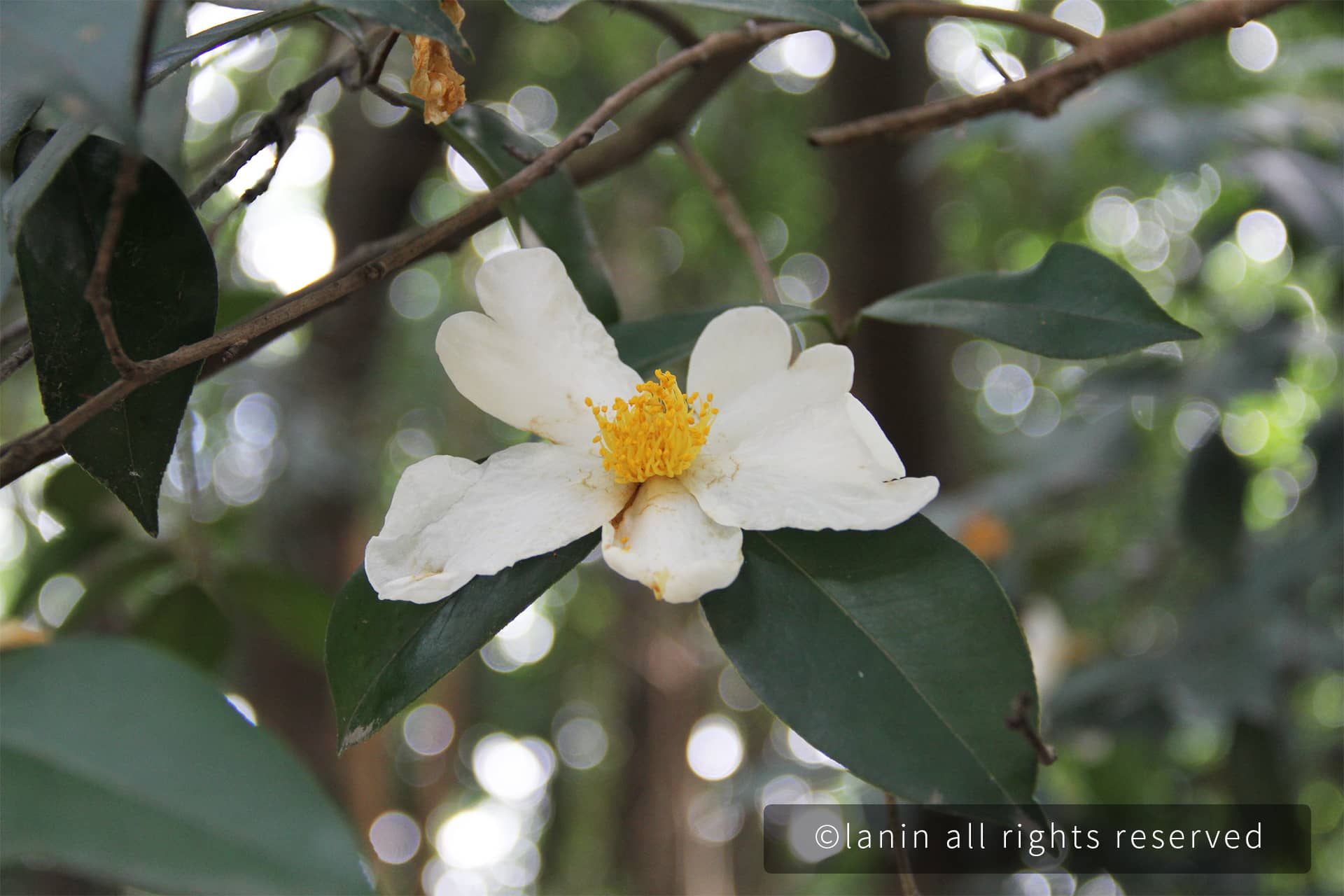 图片[14]-植物园里的花卉-趣玩吧-LANIN·BK 兰宁博客