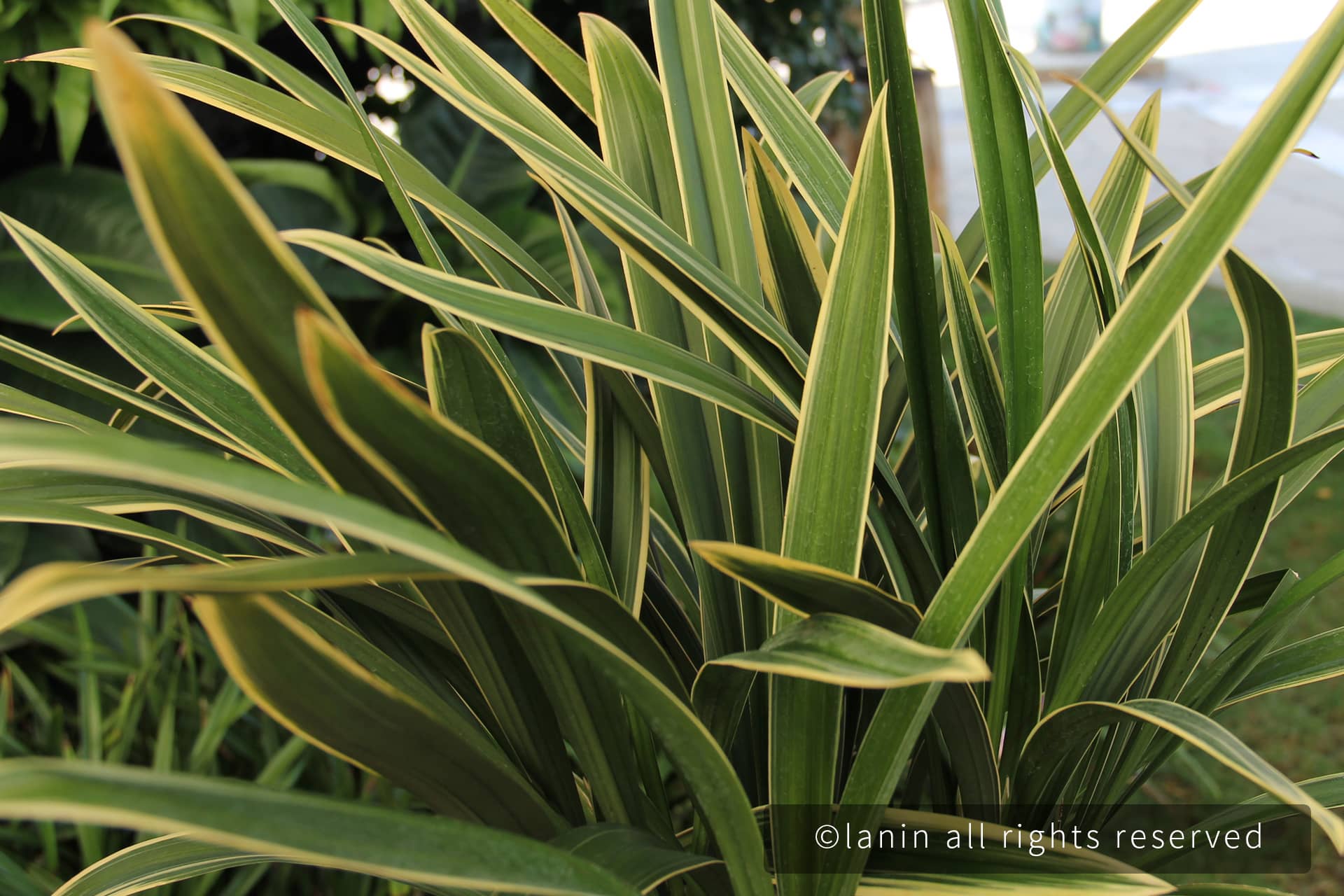 图片[33]-植物园里的植物-趣玩吧-LANIN·BK 兰宁博客