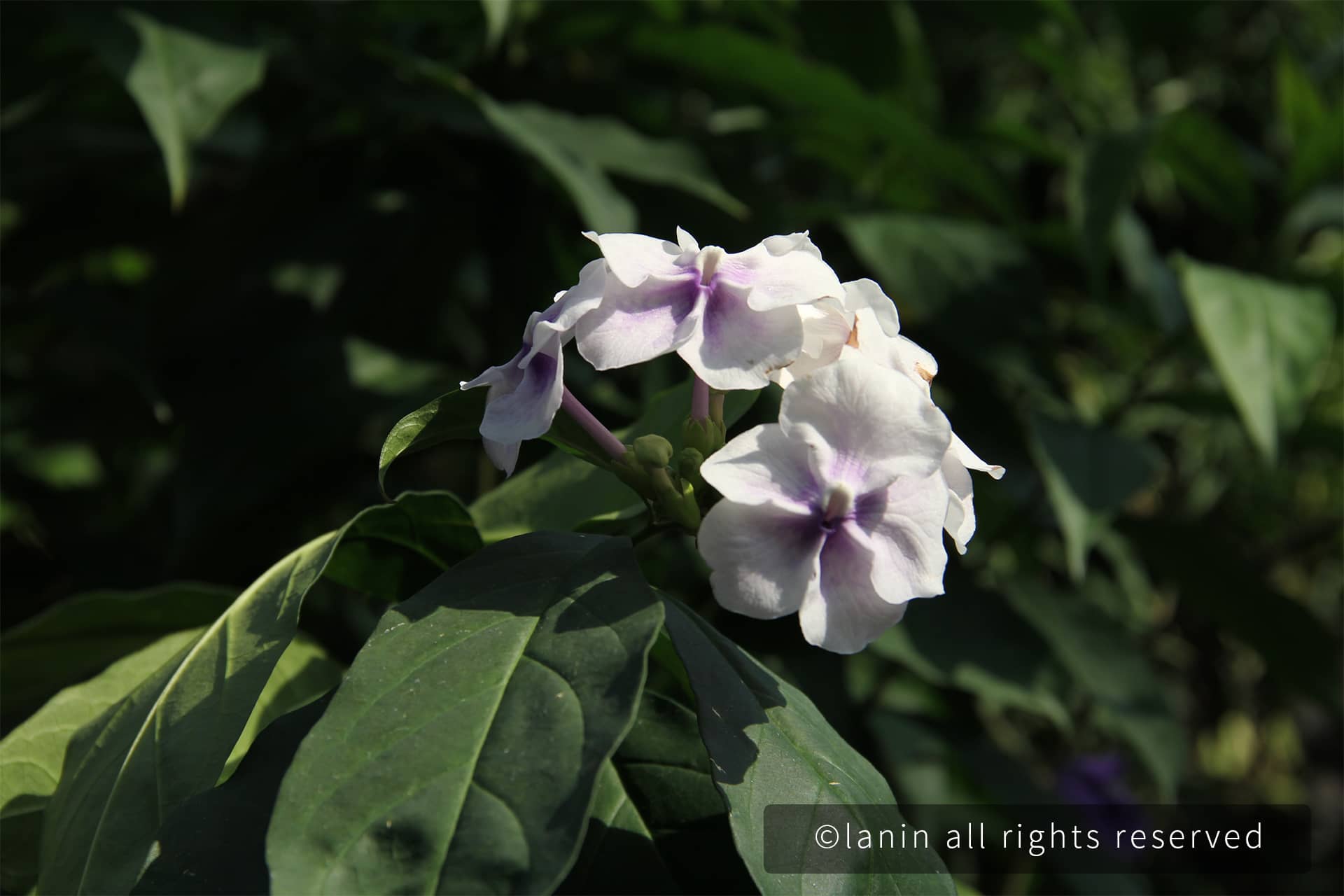 图片[8]-植物园里的花卉-趣玩吧-LANIN·BK 兰宁博客