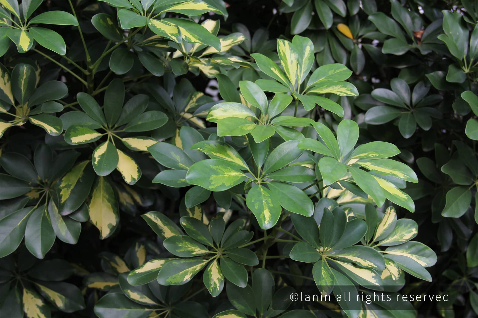 图片[23]-植物园里的植物-趣玩吧-LANIN·BK 兰宁博客