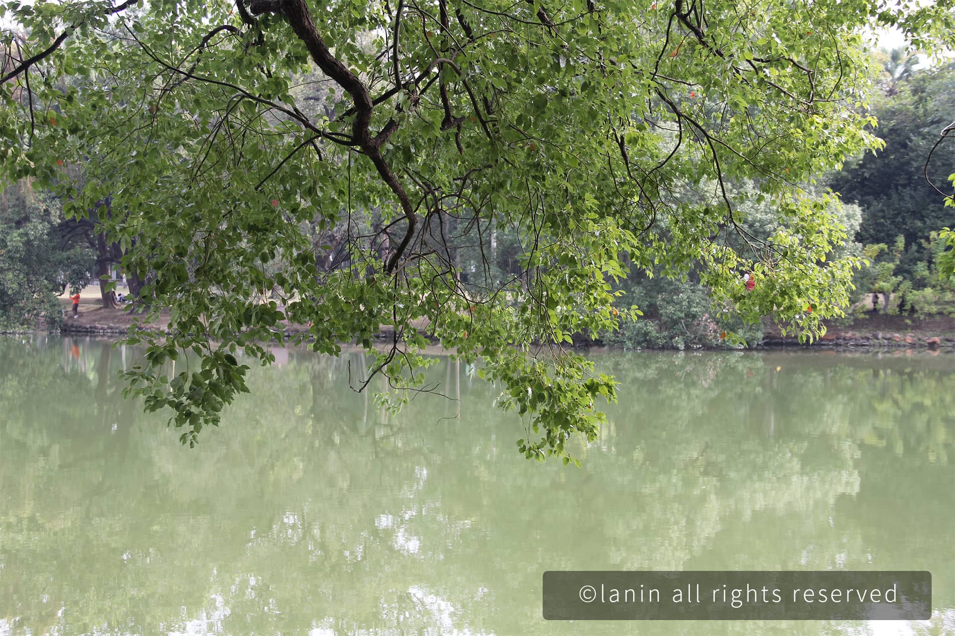 图片[52]-植物园里的植物-趣玩吧-LANIN·BK 兰宁博客