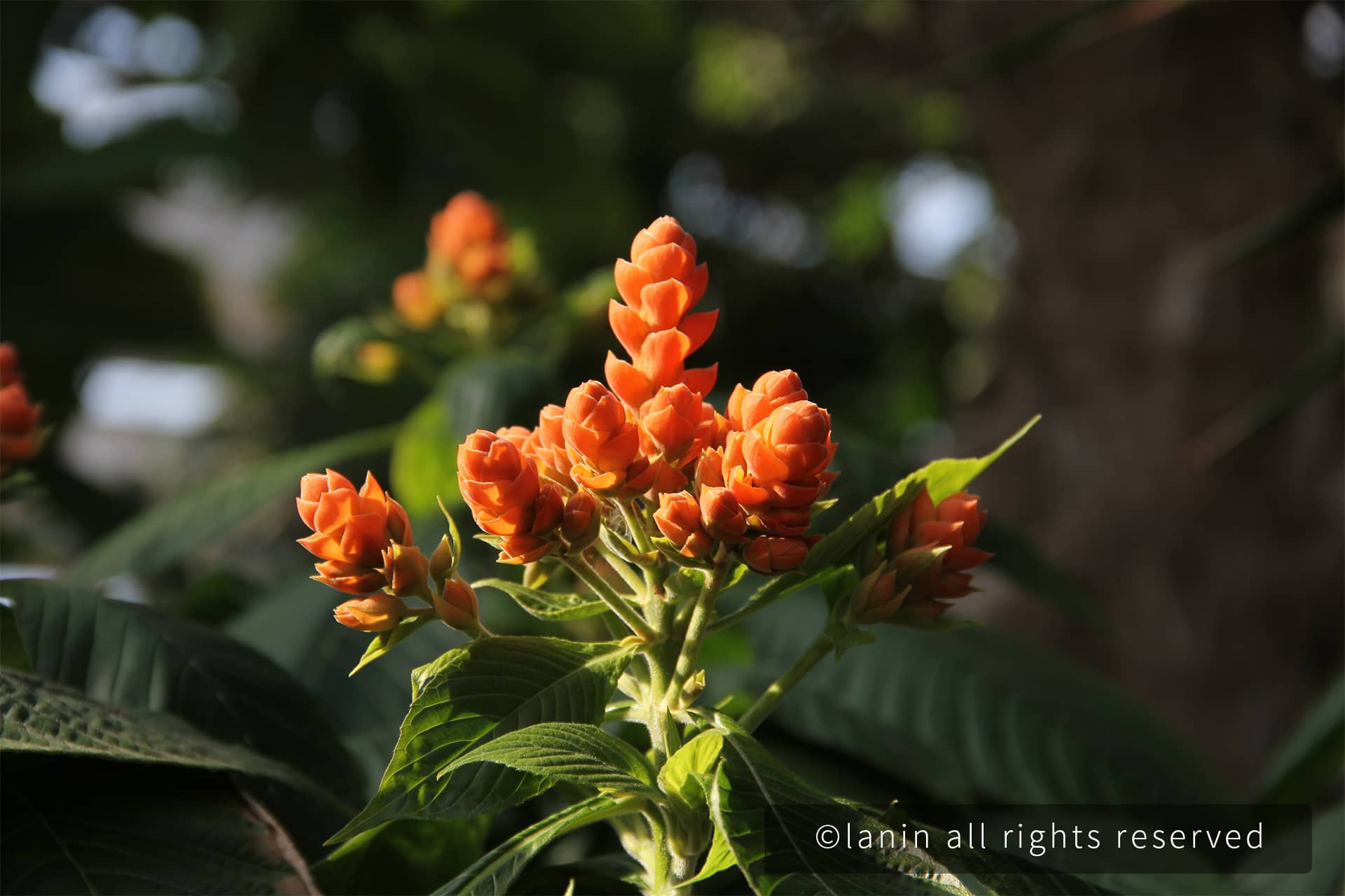 图片[13]-植物园里的花卉-趣玩吧-LANIN·BK 兰宁博客