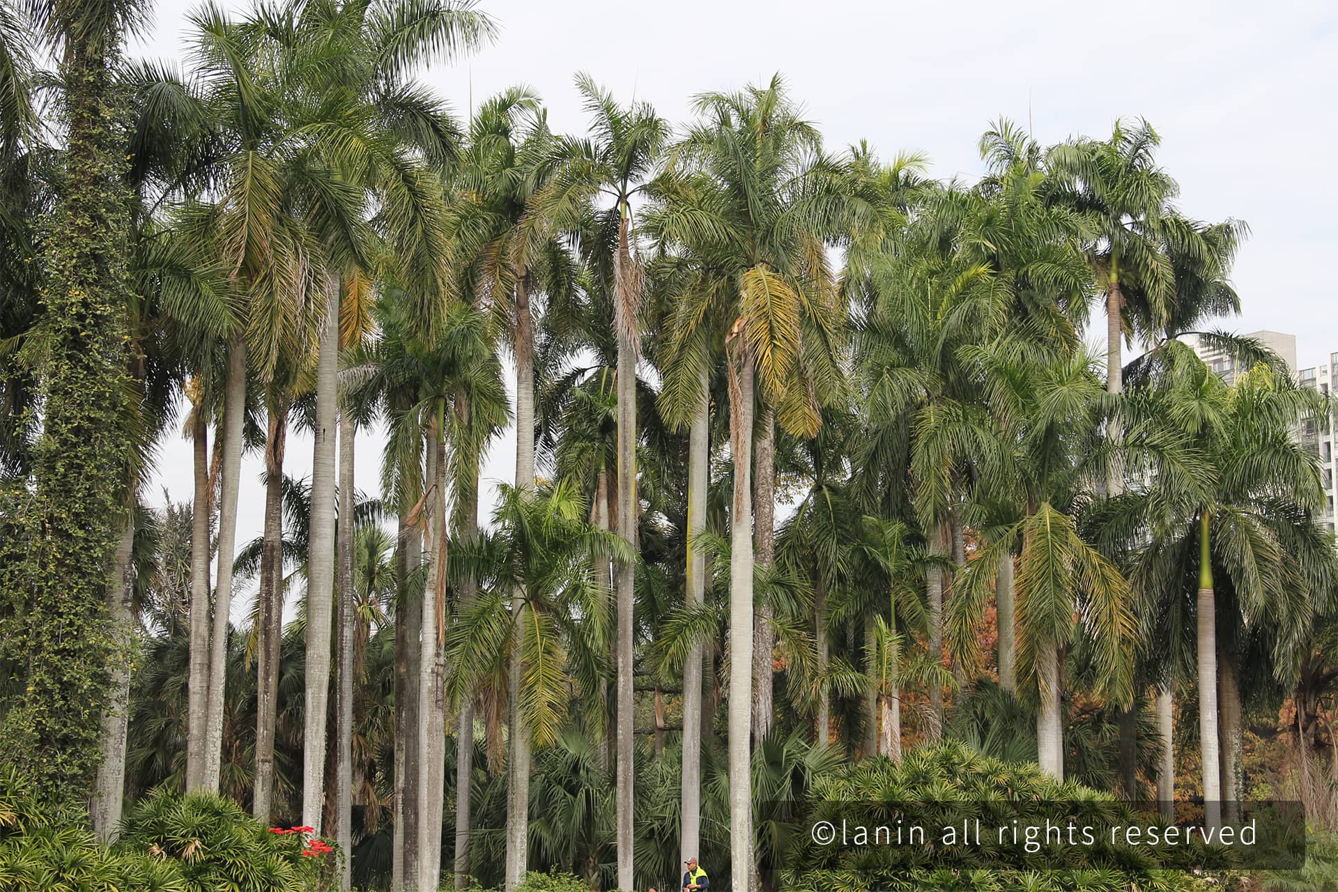图片[7]-植物园里的植物-趣玩吧-LANIN·BK 兰宁博客