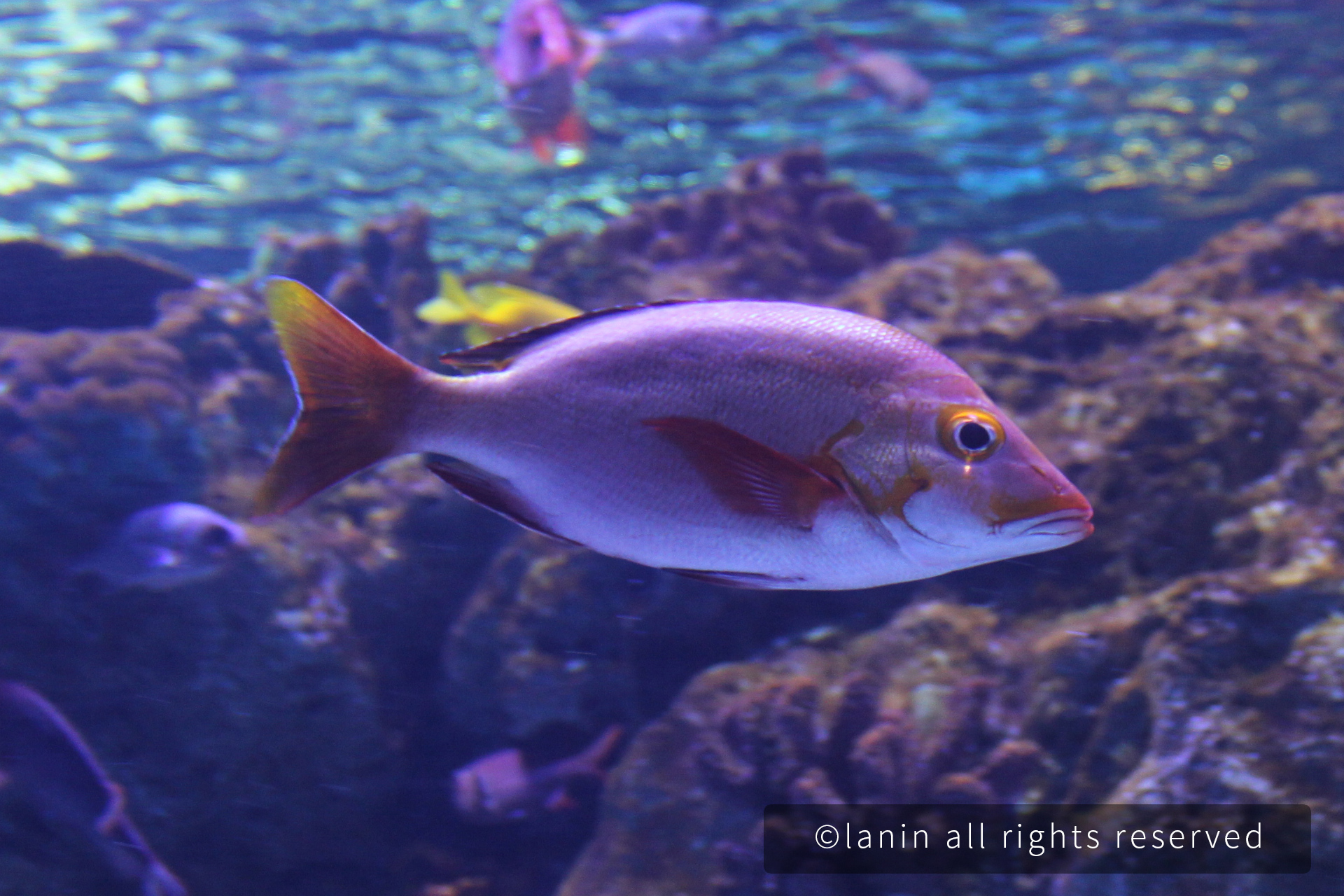 图片[23]-看啊！那些可爱的·····-趣玩吧-LANIN·BK 兰宁博客