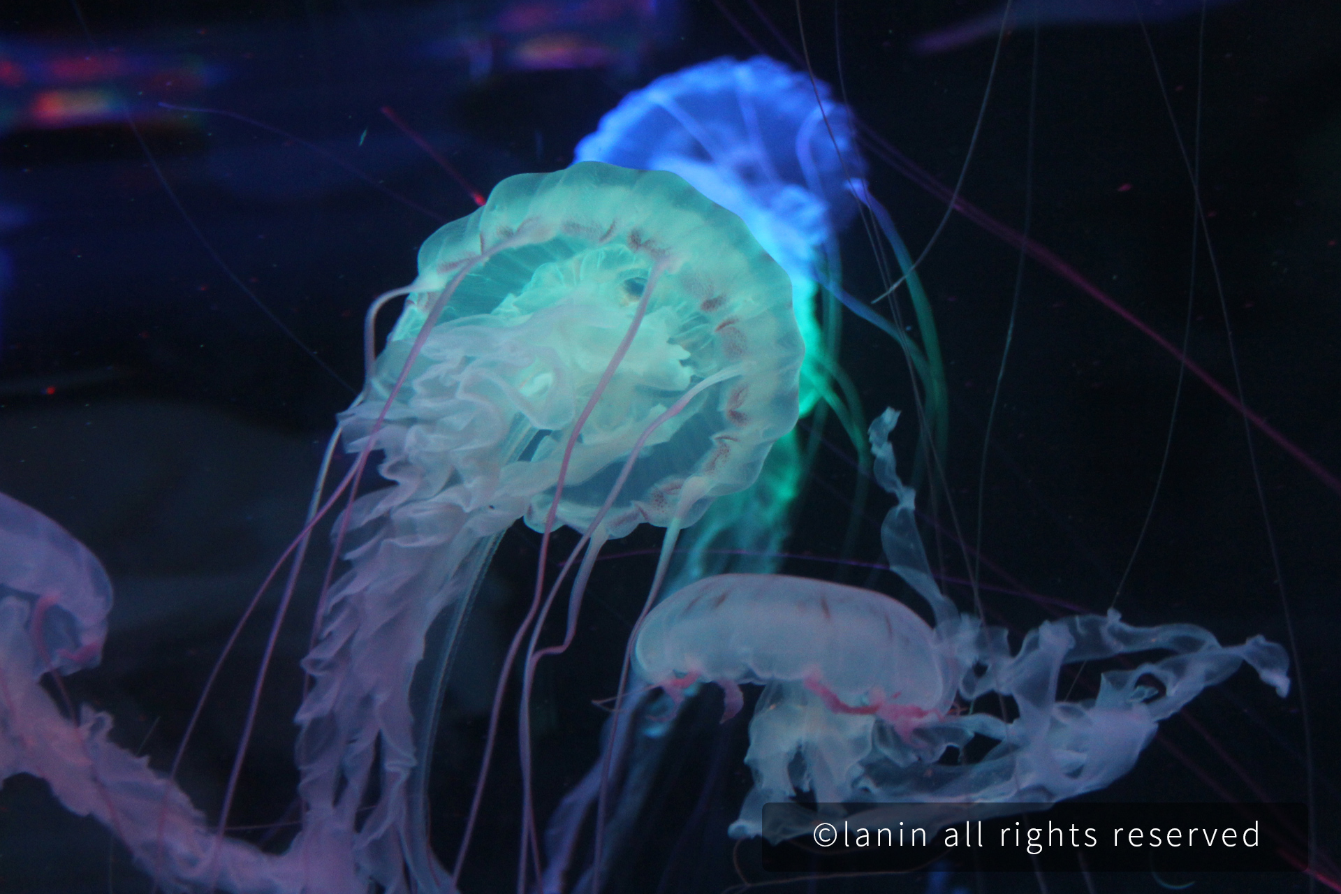 图片[16]-看啊！那些可爱的·····-趣玩吧-LANIN·BK 兰宁博客