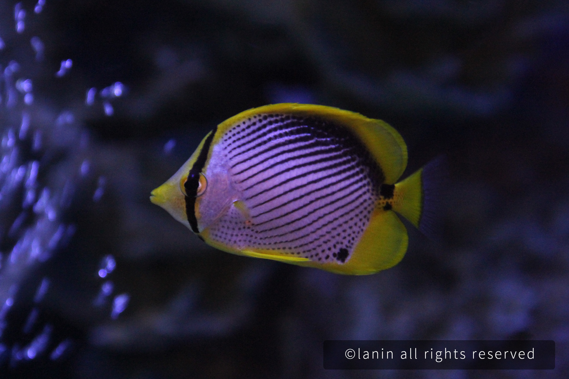 图片[27]-看啊！那些可爱的·····-趣玩吧-LANIN·BK 兰宁博客