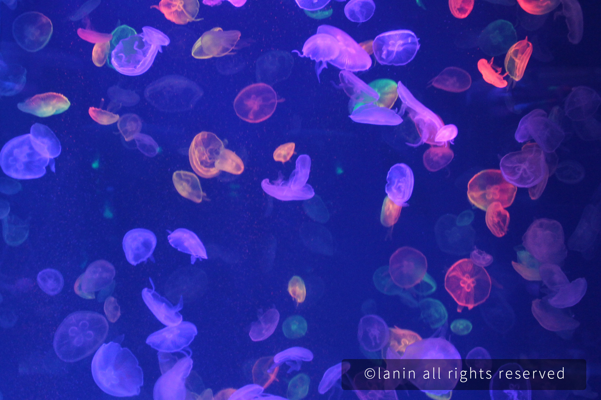 图片[17]-看啊！那些可爱的·····-趣玩吧-LANIN·BK 兰宁博客