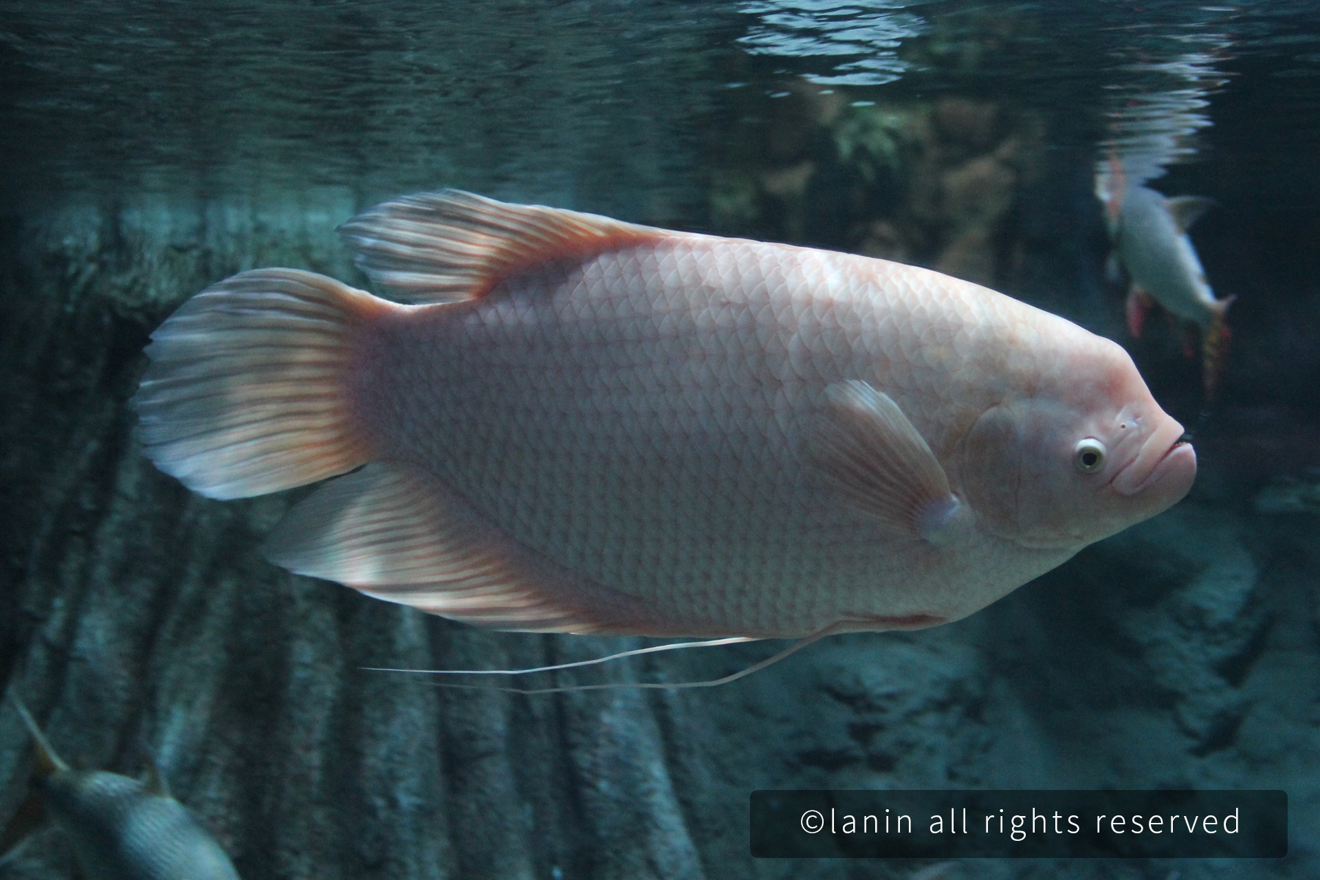 图片[11]-看啊！那些可爱的·····-趣玩吧-LANIN·BK 兰宁博客