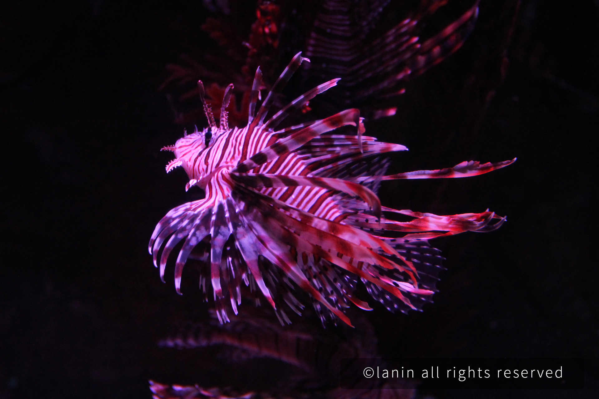 图片[30]-看啊！那些可爱的·····-趣玩吧-LANIN·BK 兰宁博客