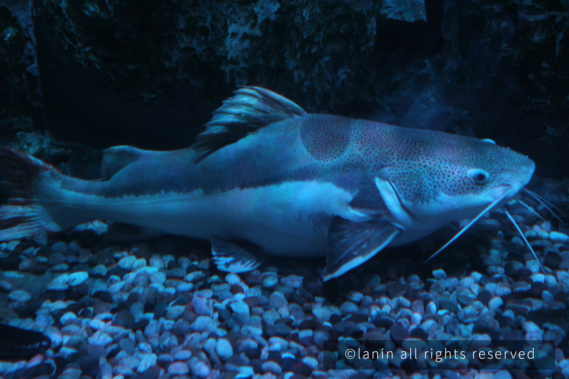 图片[5]-看啊！那些可爱的·····-趣玩吧-LANIN·BK 兰宁博客