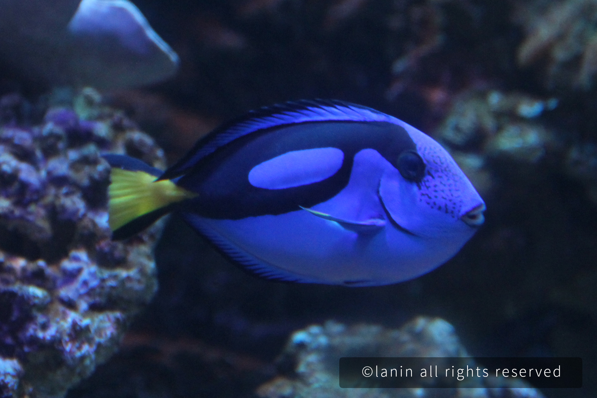 图片[28]-看啊！那些可爱的·····-趣玩吧-LANIN·BK 兰宁博客