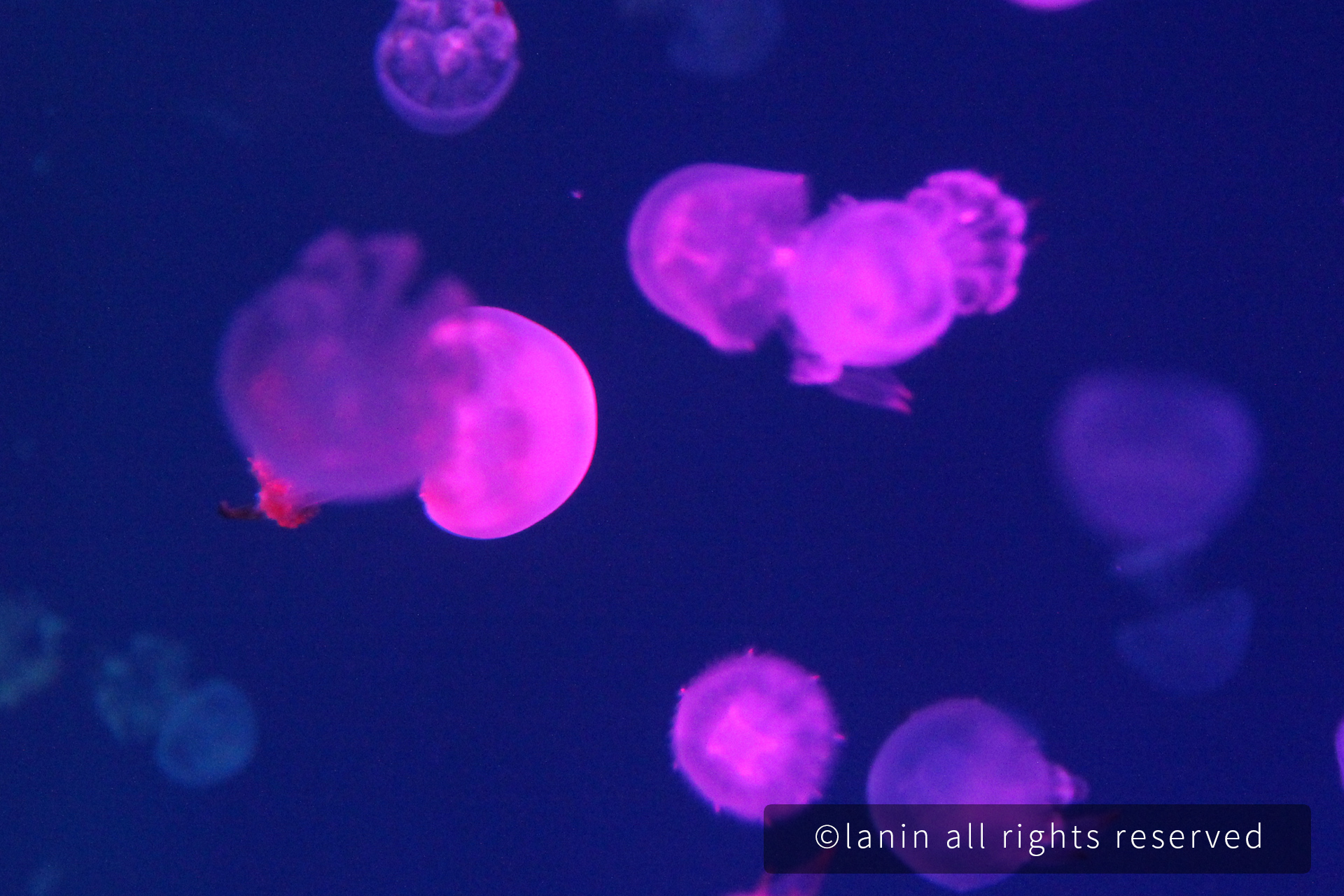 图片[20]-看啊！那些可爱的·····-趣玩吧-LANIN·BK 兰宁博客