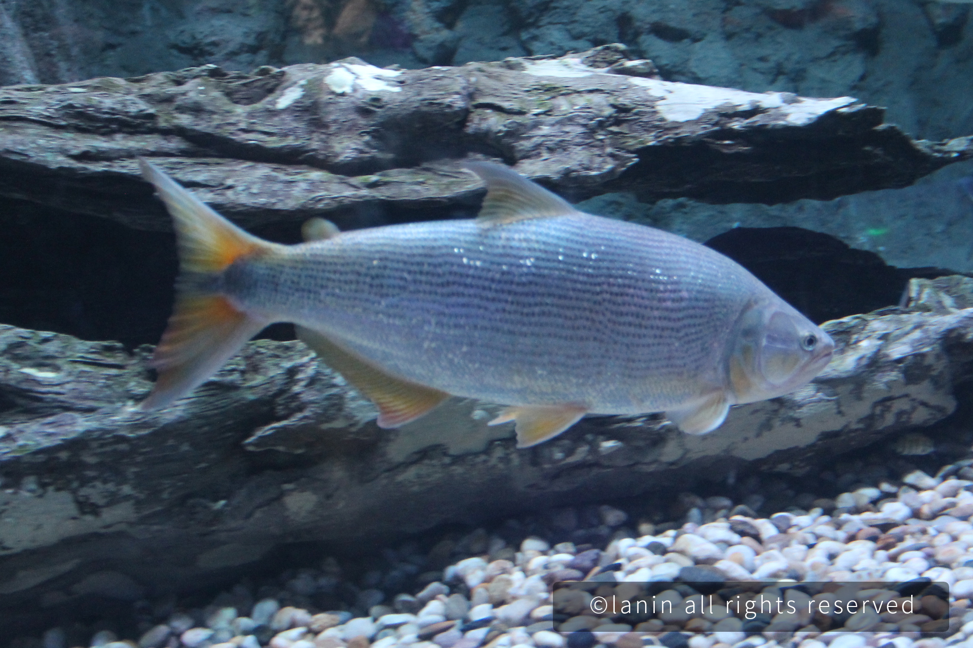 图片[12]-看啊！那些可爱的·····-趣玩吧-LANIN·BK 兰宁博客