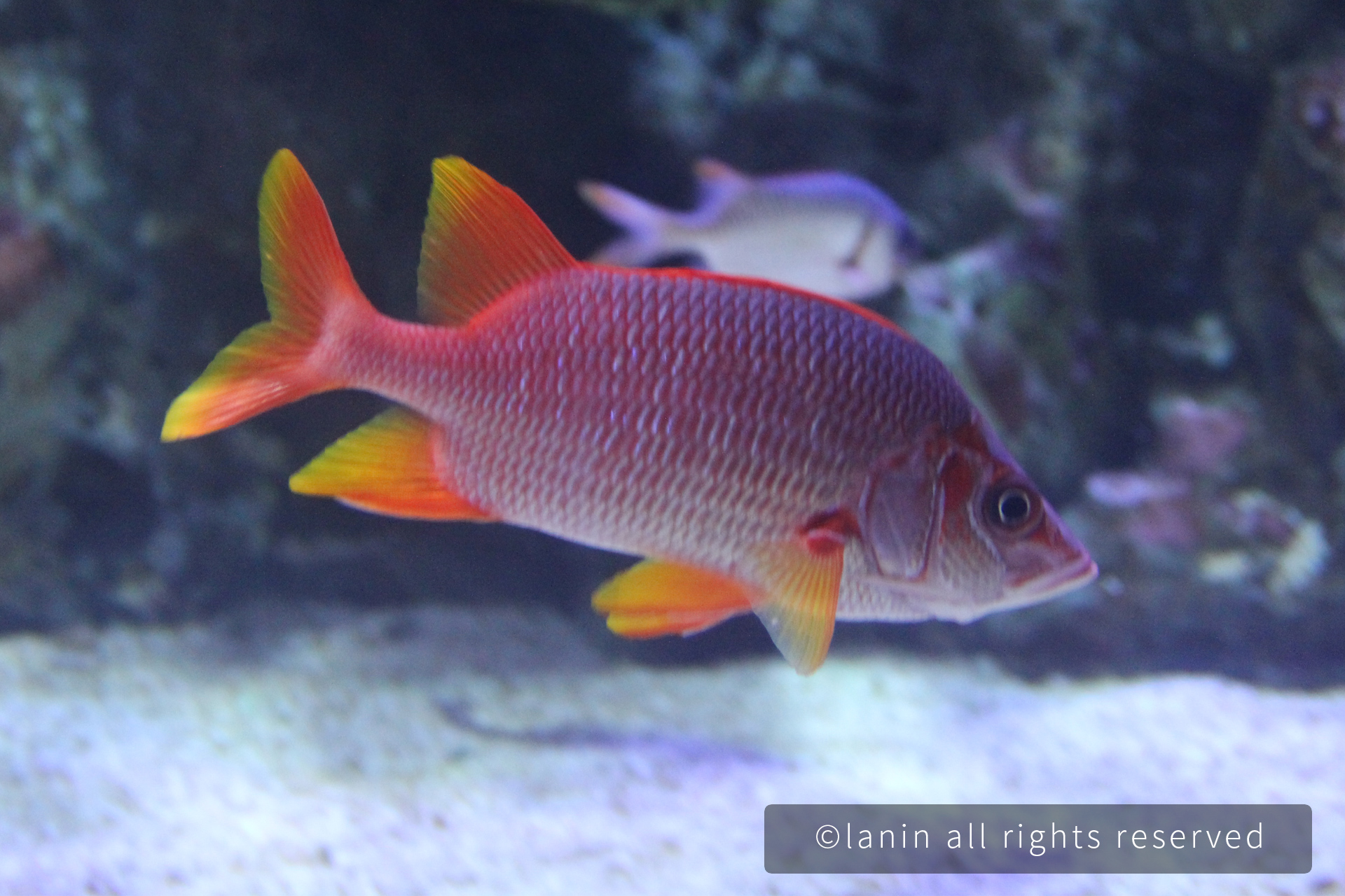 图片[24]-看啊！那些可爱的·····-趣玩吧-LANIN·BK 兰宁博客