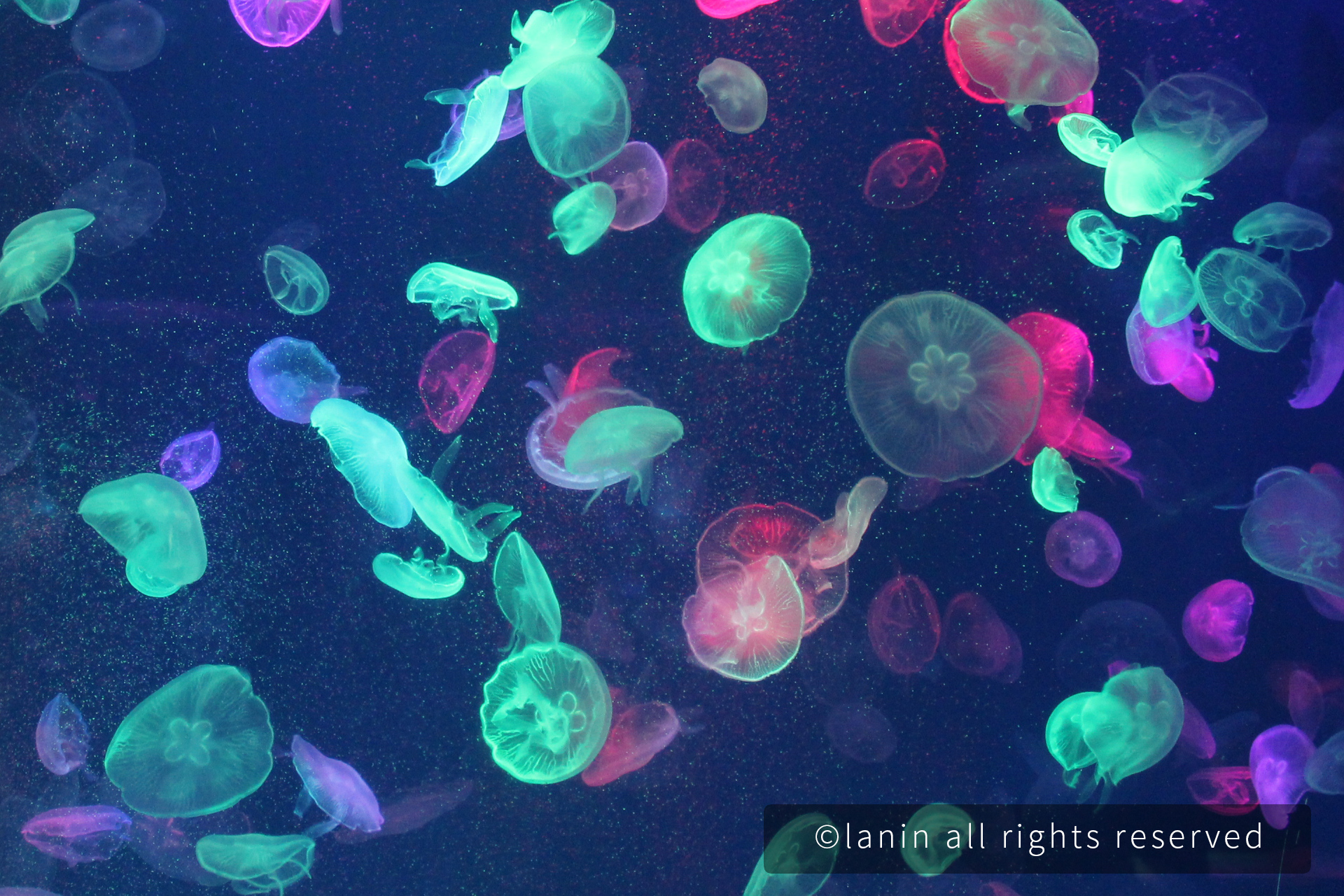 图片[19]-看啊！那些可爱的·····-趣玩吧-LANIN·BK 兰宁博客