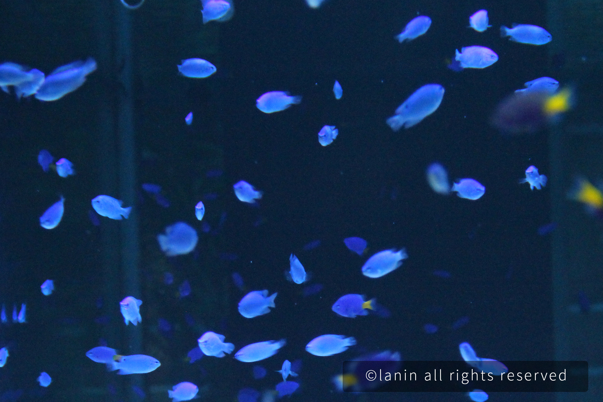 图片[34]-看啊！那些可爱的·····-趣玩吧-LANIN·BK 兰宁博客