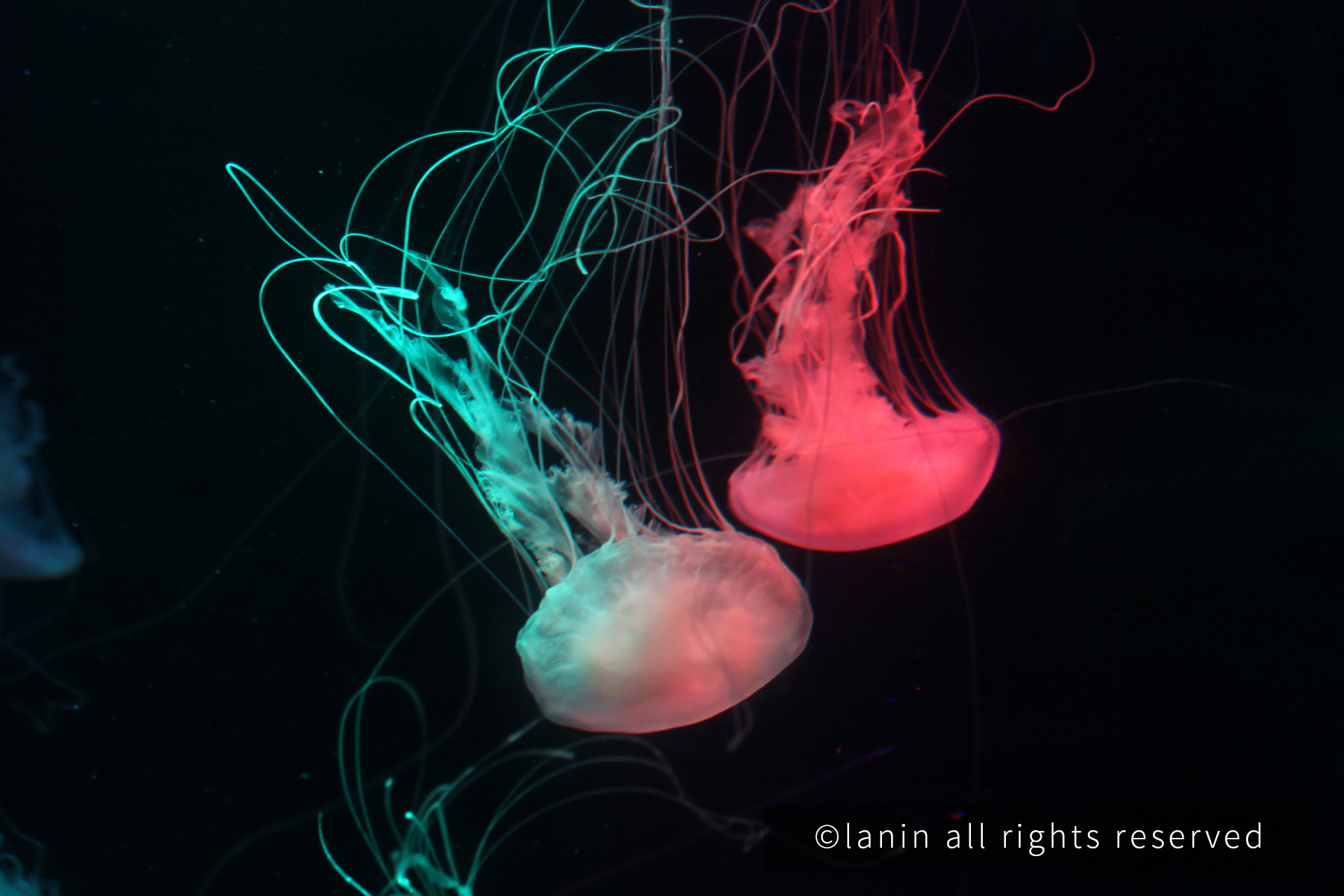 图片[15]-看啊！那些可爱的·····-趣玩吧-LANIN·BK 兰宁博客