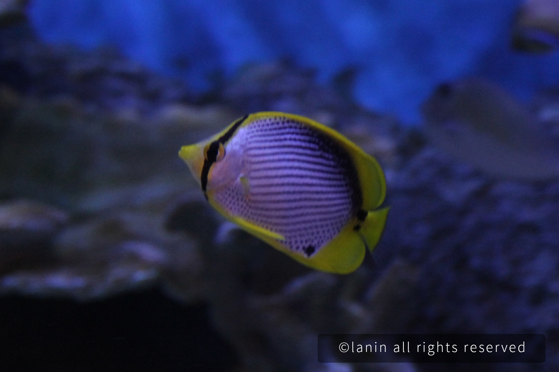 图片[26]-看啊！那些可爱的·····-趣玩吧-LANIN·BK 兰宁博客